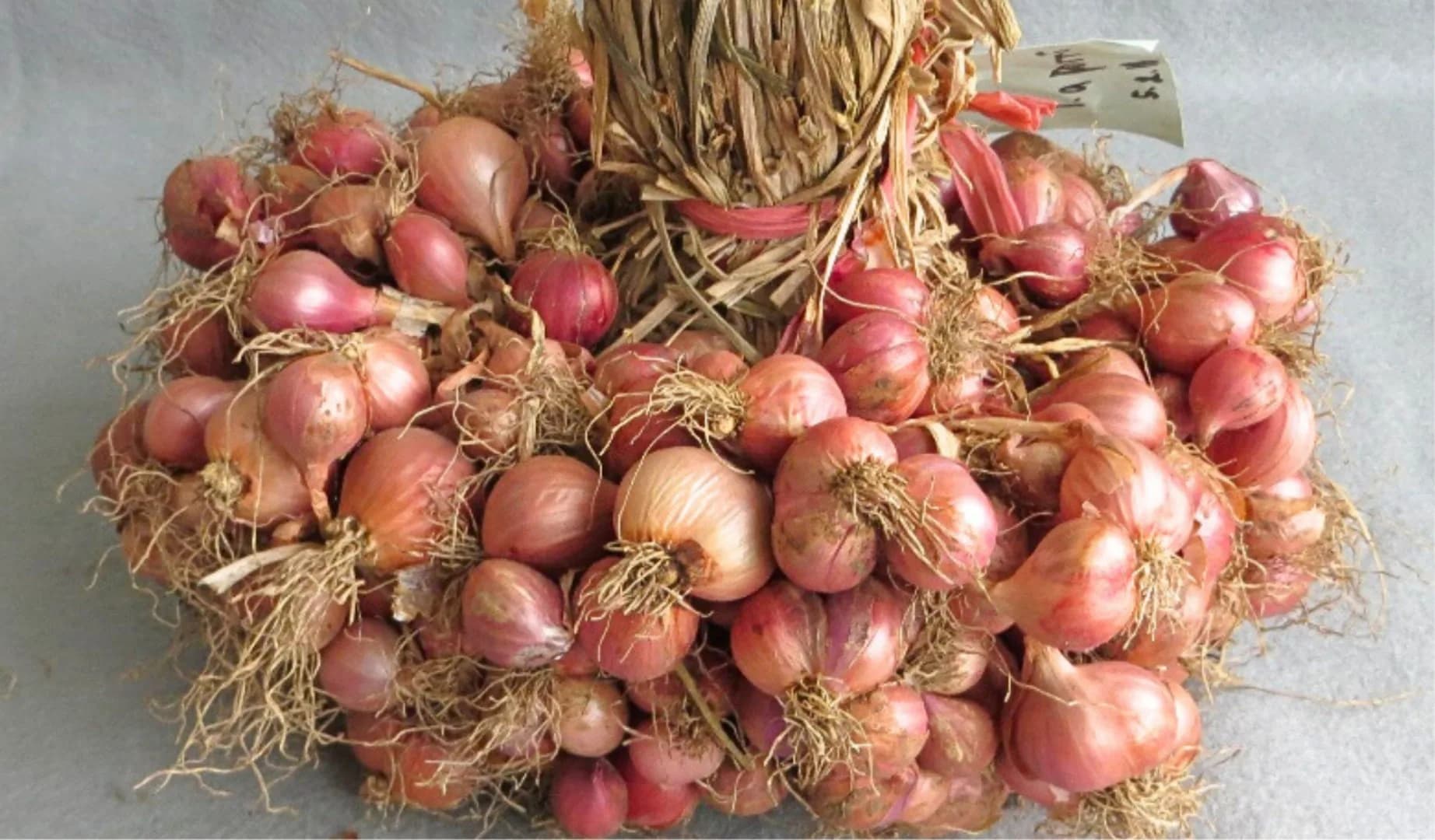 Violetta 3 Agrihorti