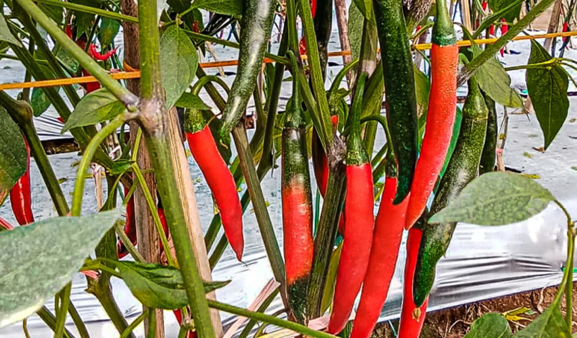 Carvi Agrihorti