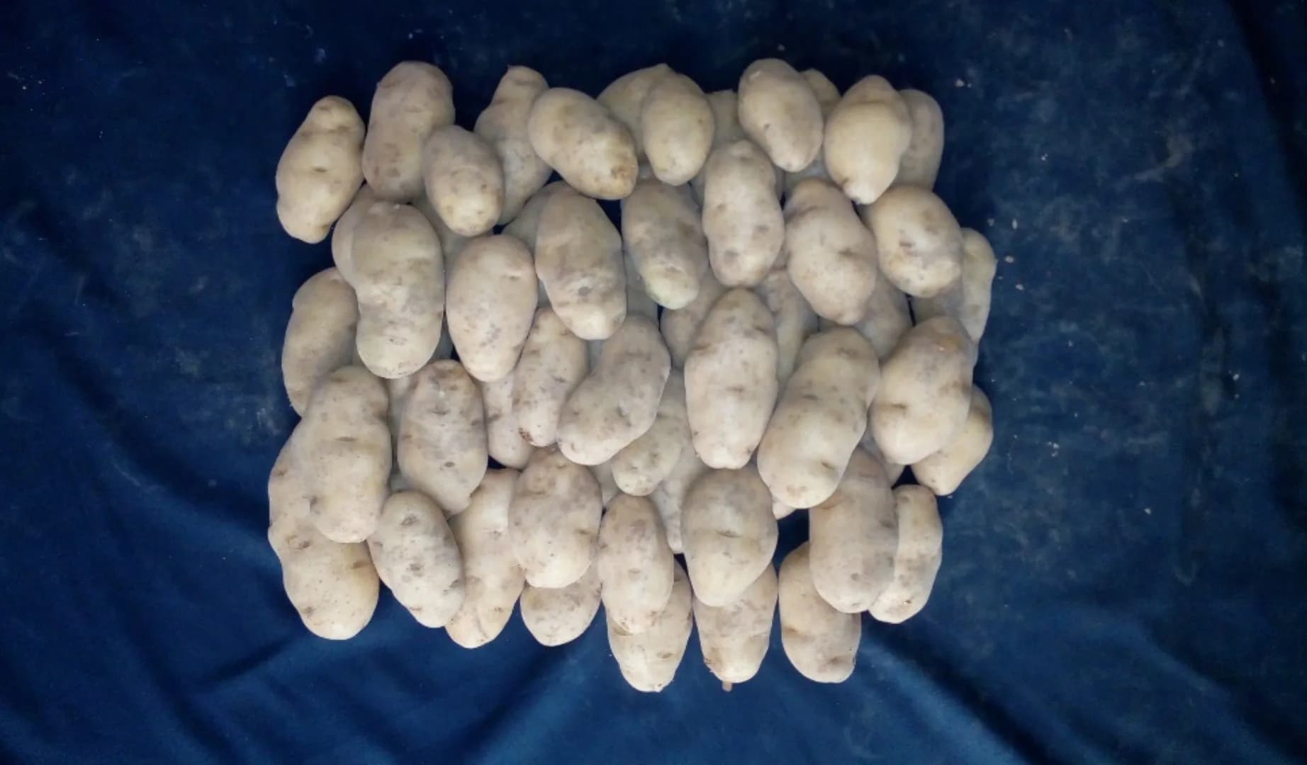 Sangkuriang Agrihorti