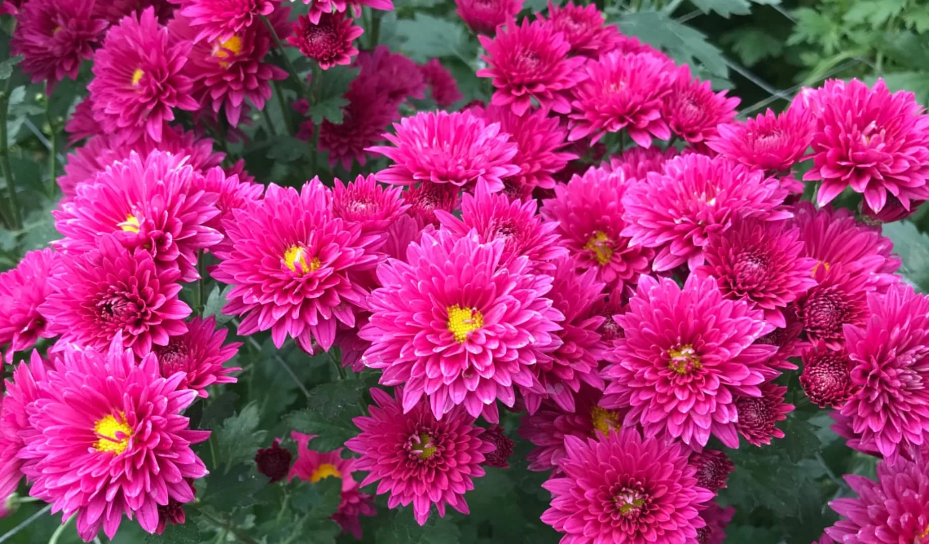 Avanthe Agrihorti