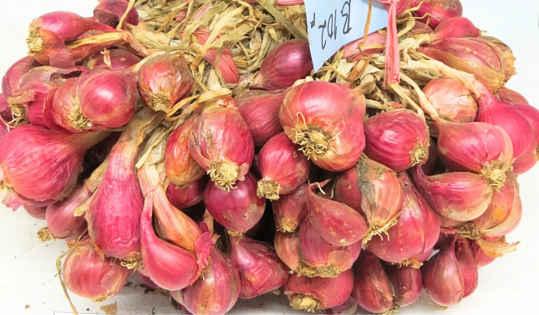 Ambassador 5 Agrihorti