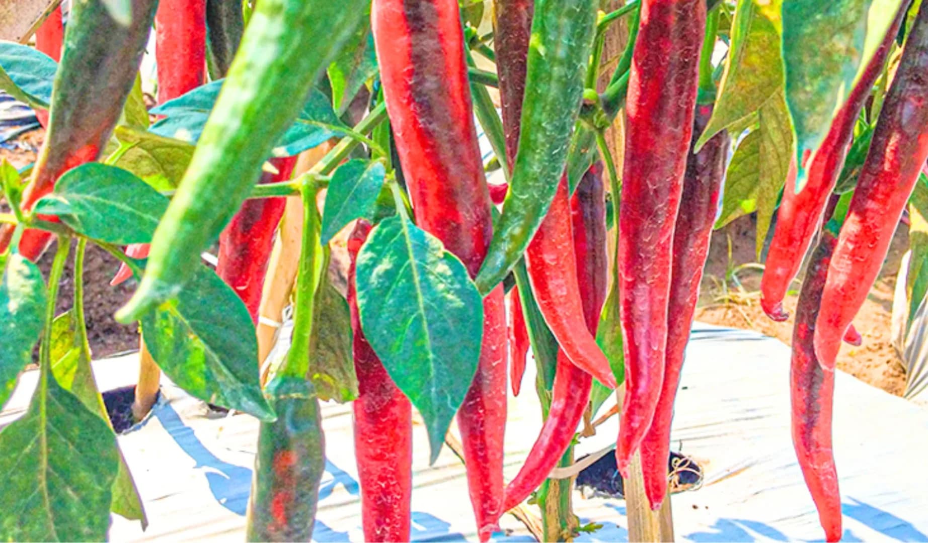 Inata Agrihorti