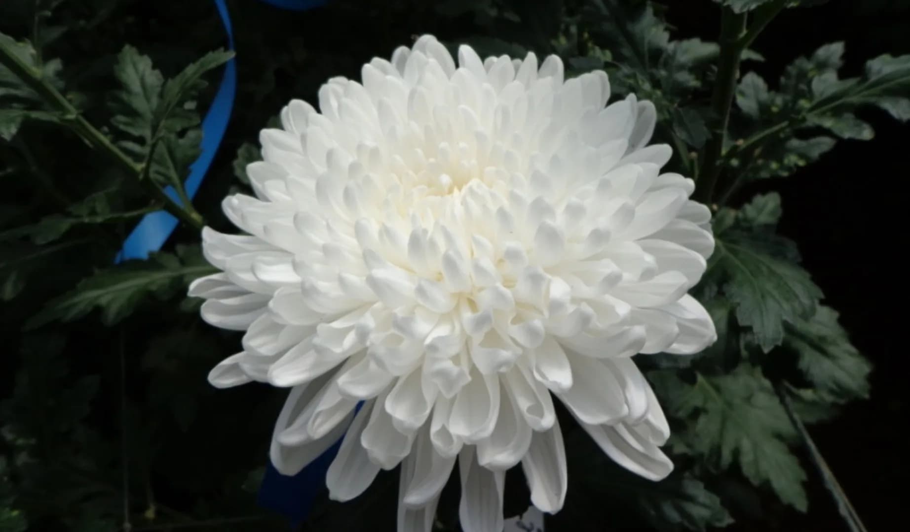 Jayani