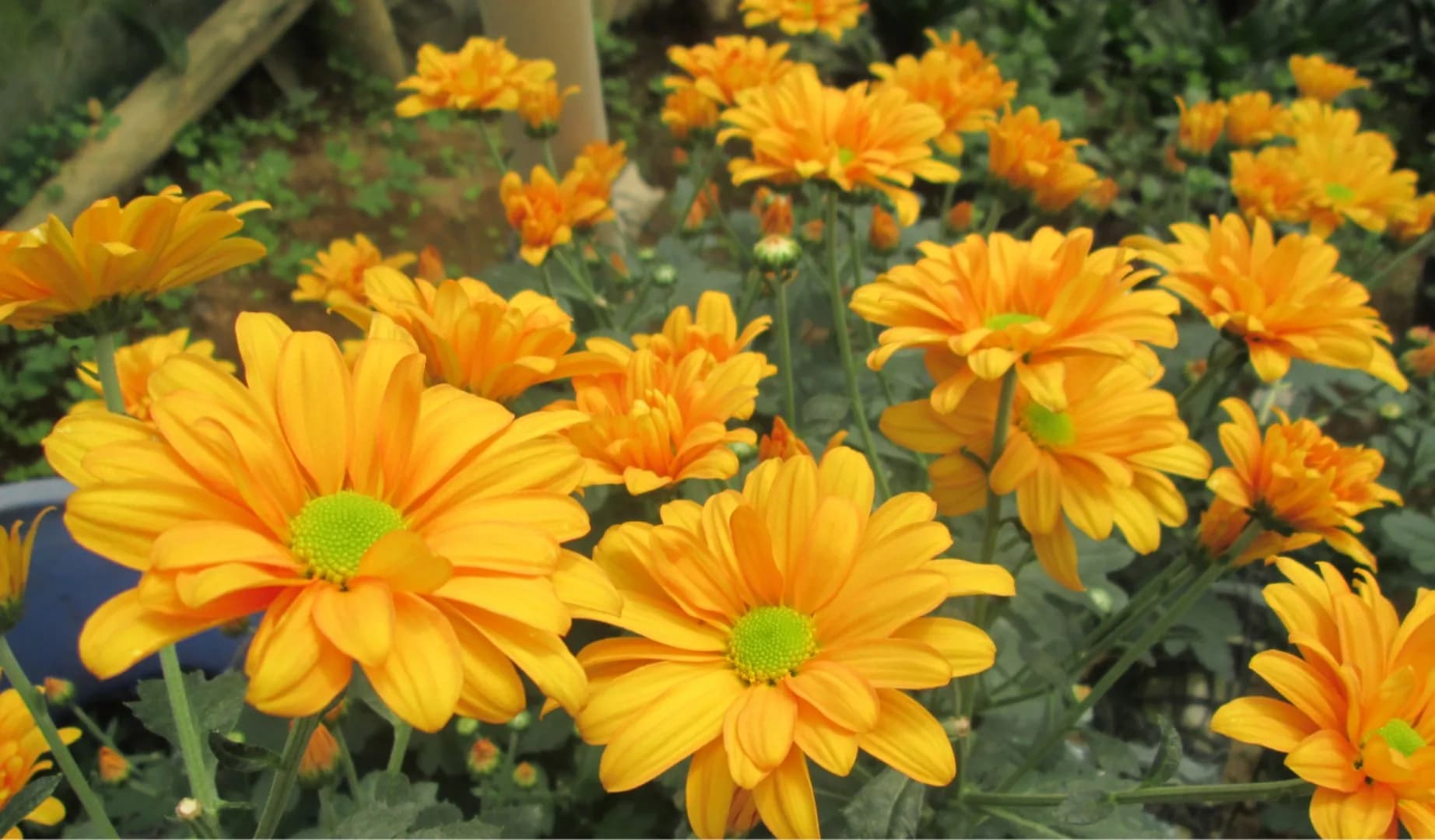 Xanne Agrihorti
