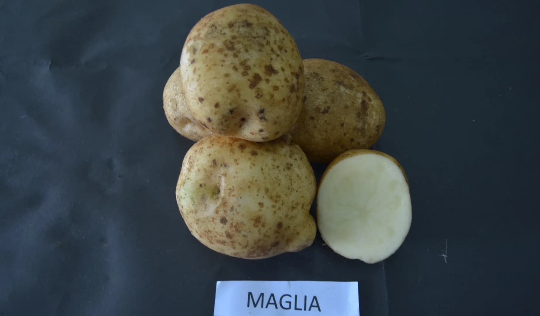 Maglia