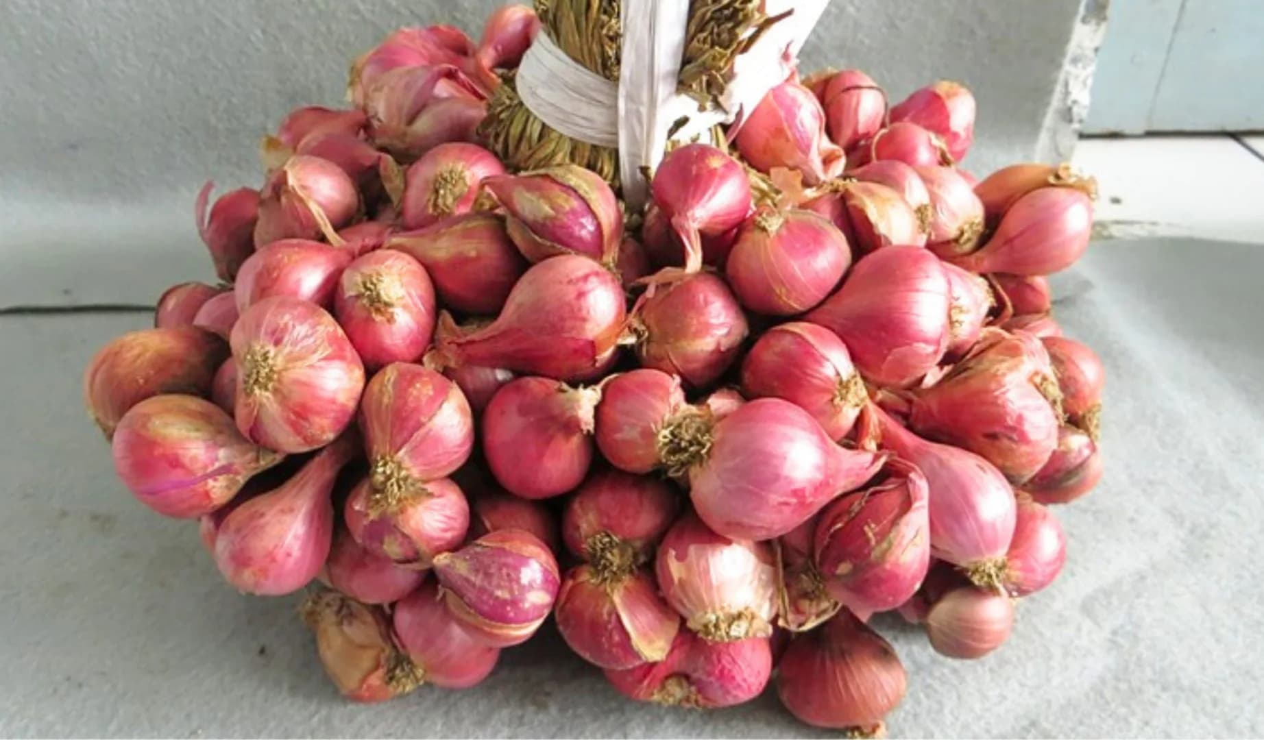 Ambassador 2 Agrihorti