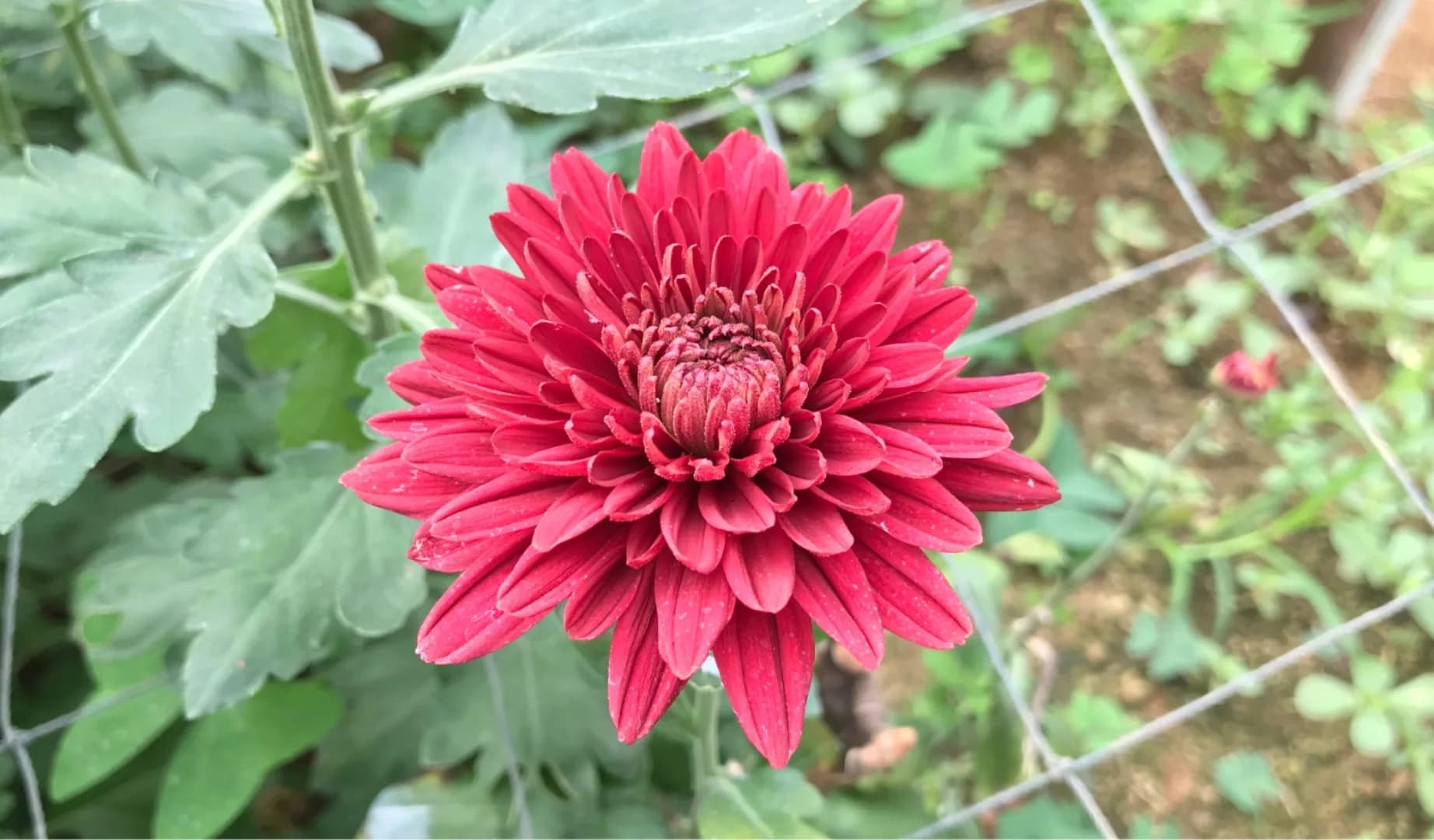 Maruta Agrihorti