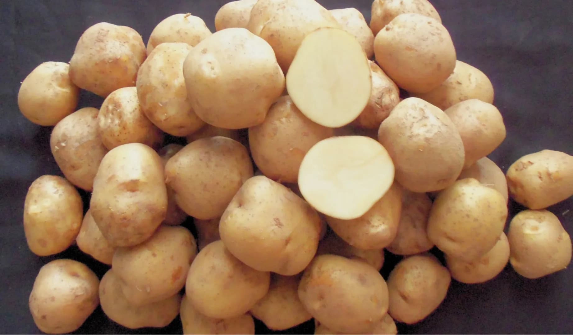 AR 08 Agrihorti