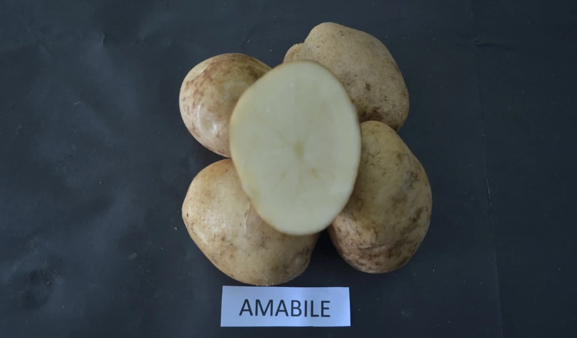 Amabile