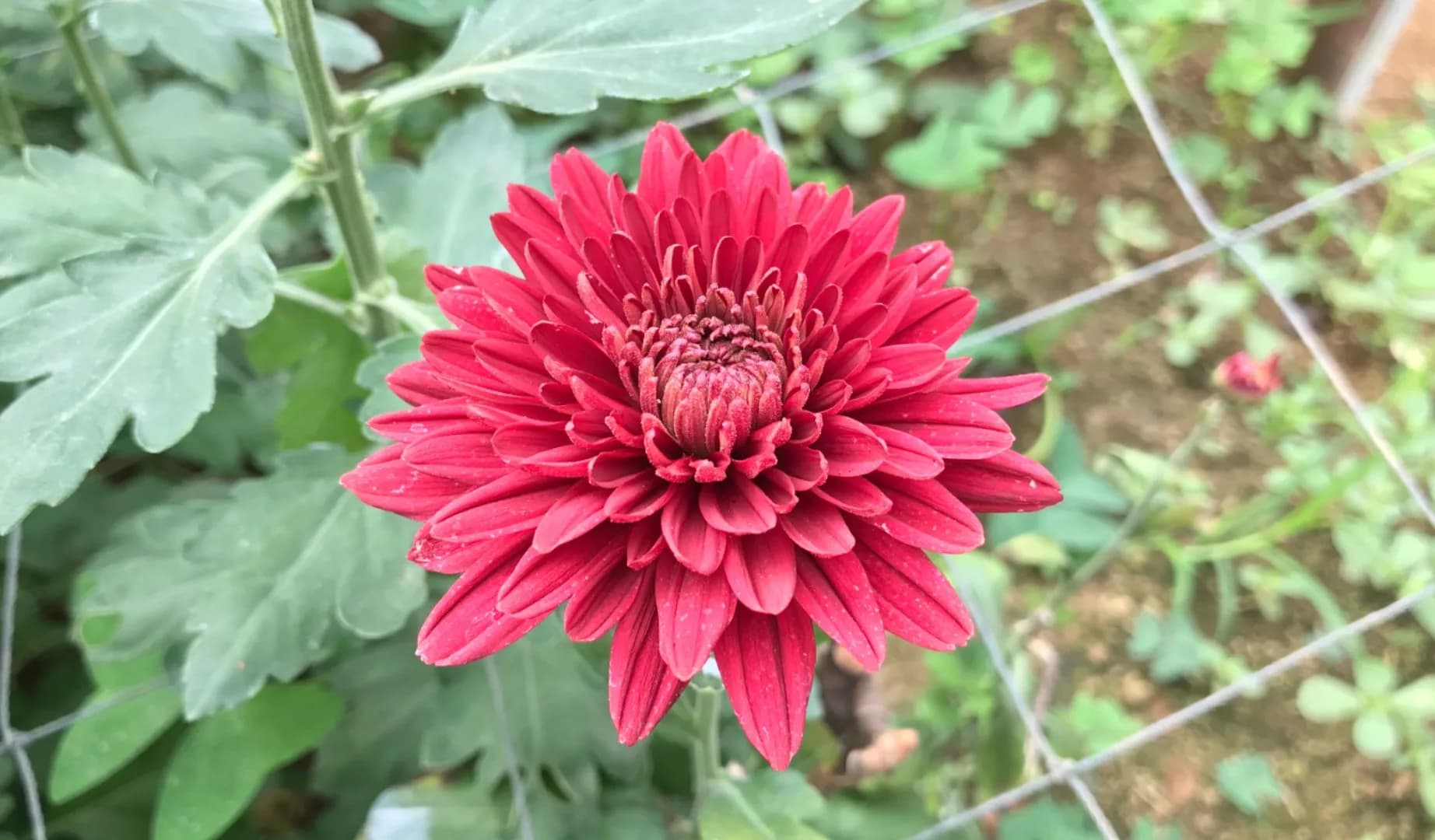 Maruta Agrihorti