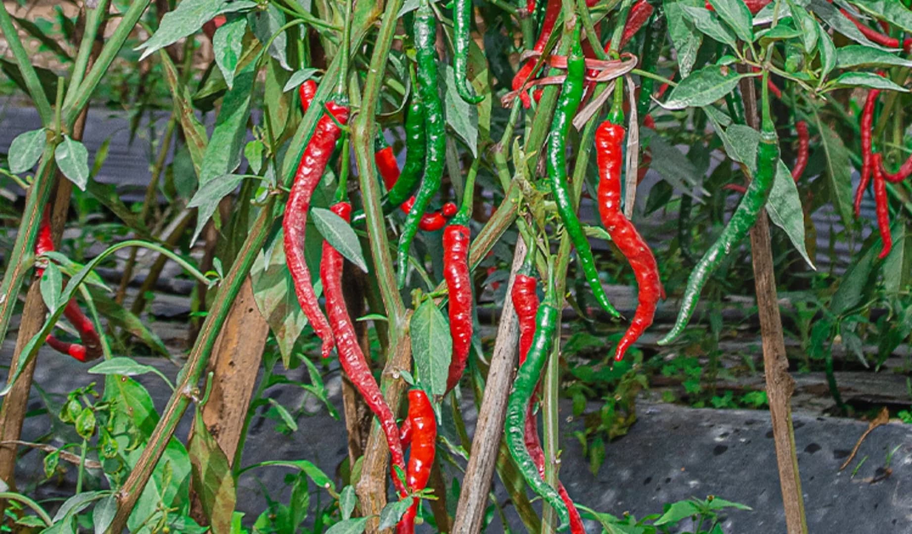 Pancanaka Agrihorti