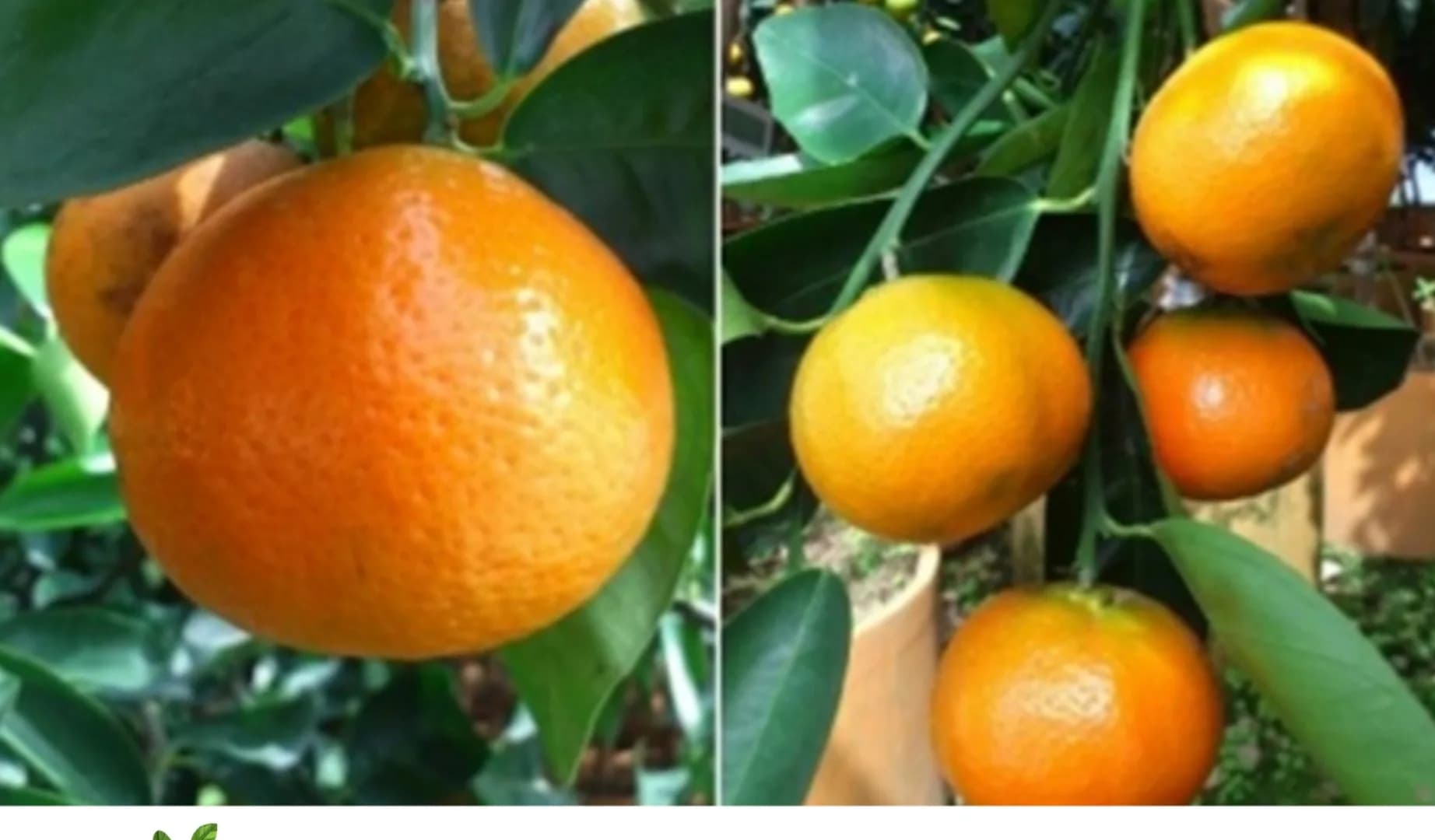 Keprok Orinda Agrihorti