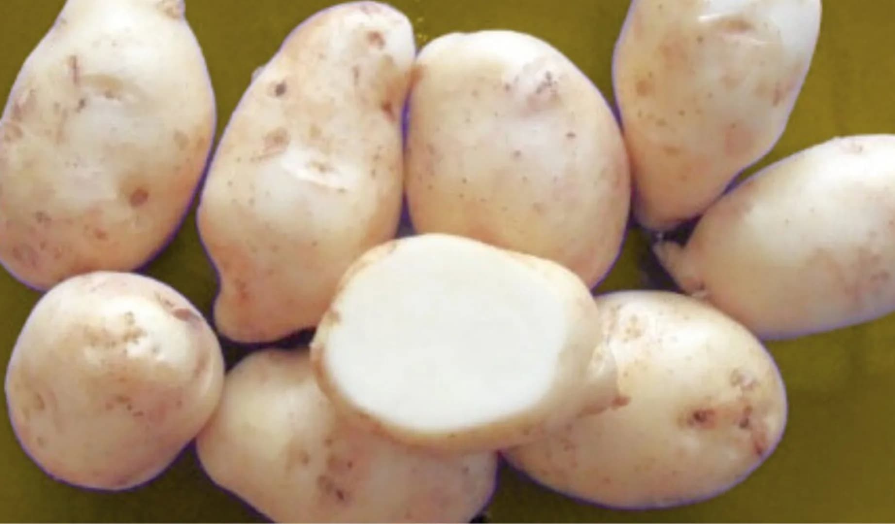 Olimpus Agrihorti