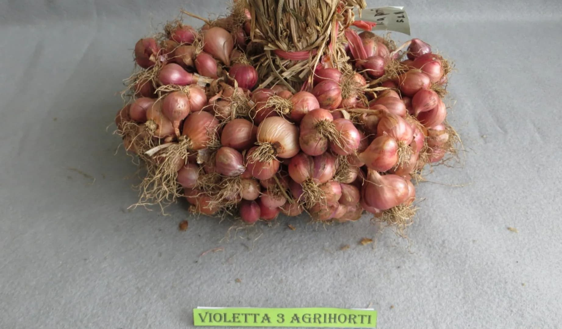 Violetta 3 Agrihorti
