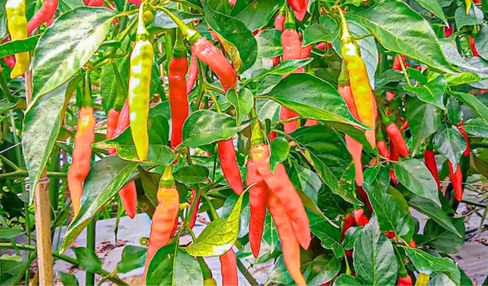 Prima Agrihorti