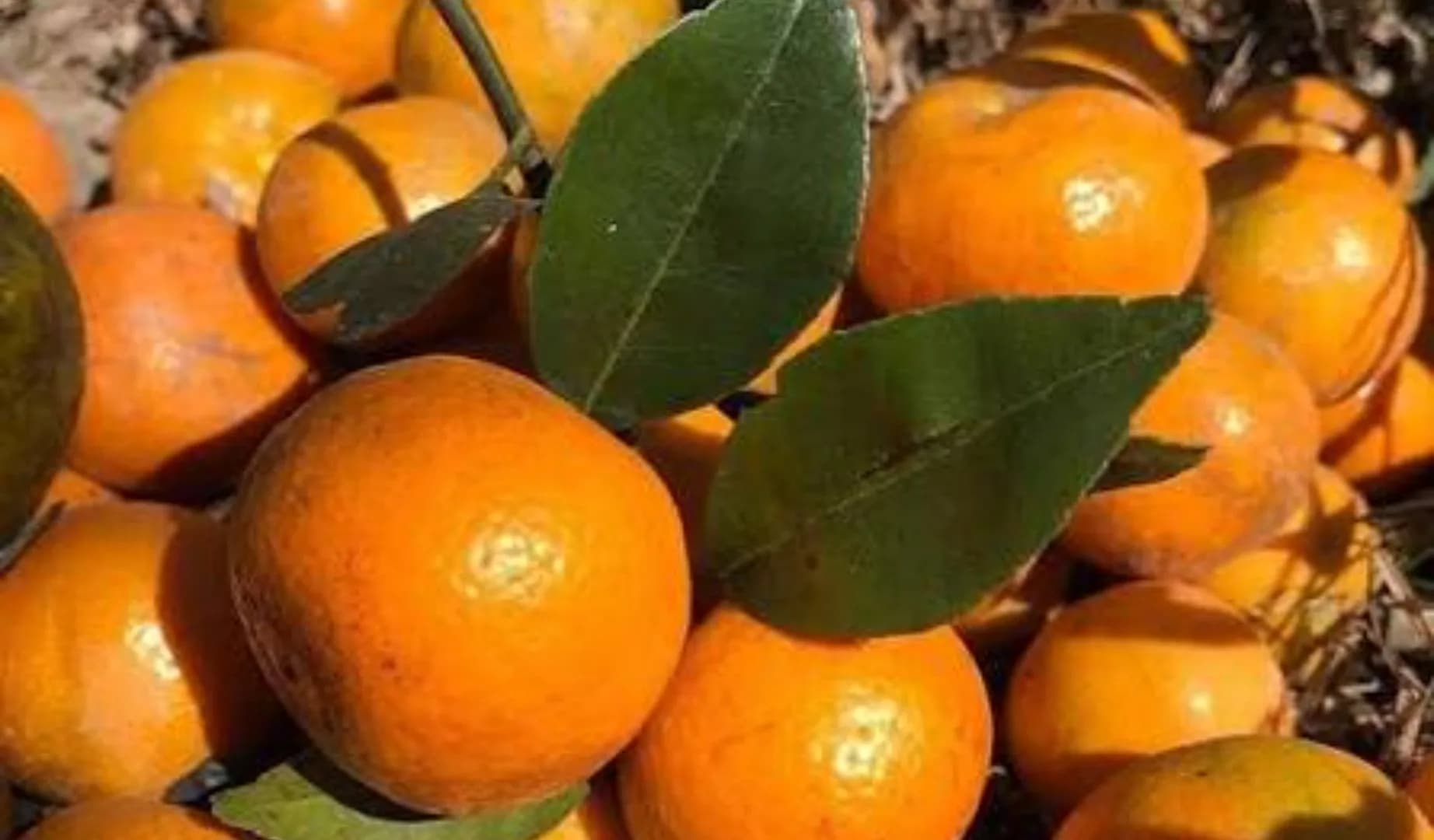 Sitaya Agrihorti