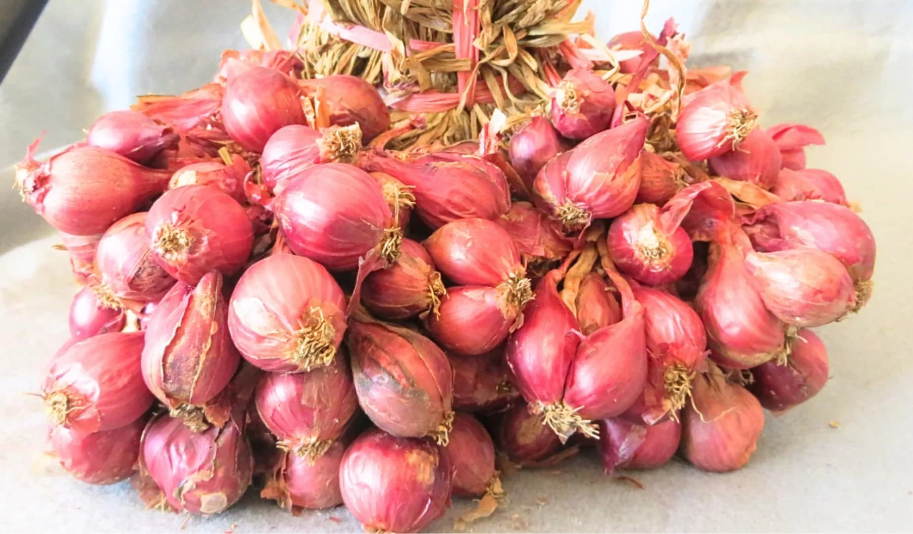 Gempita Agrihorti