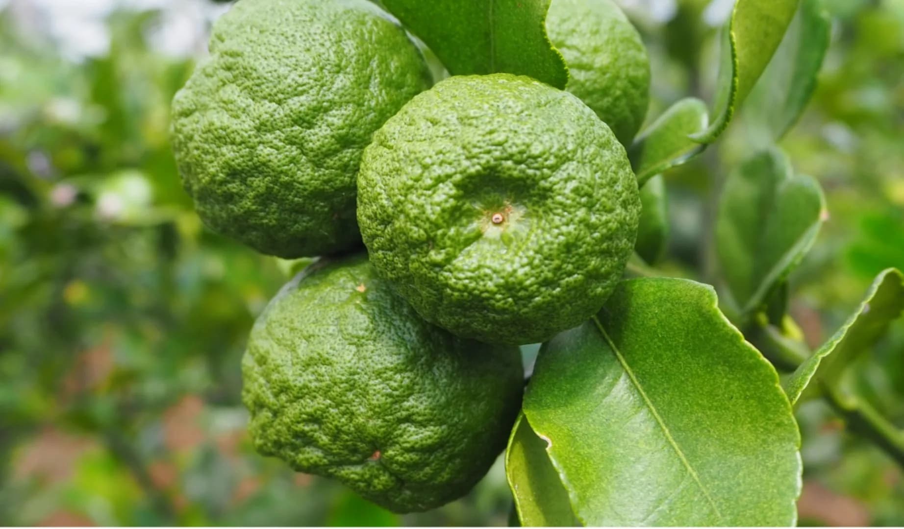 Puri Agri