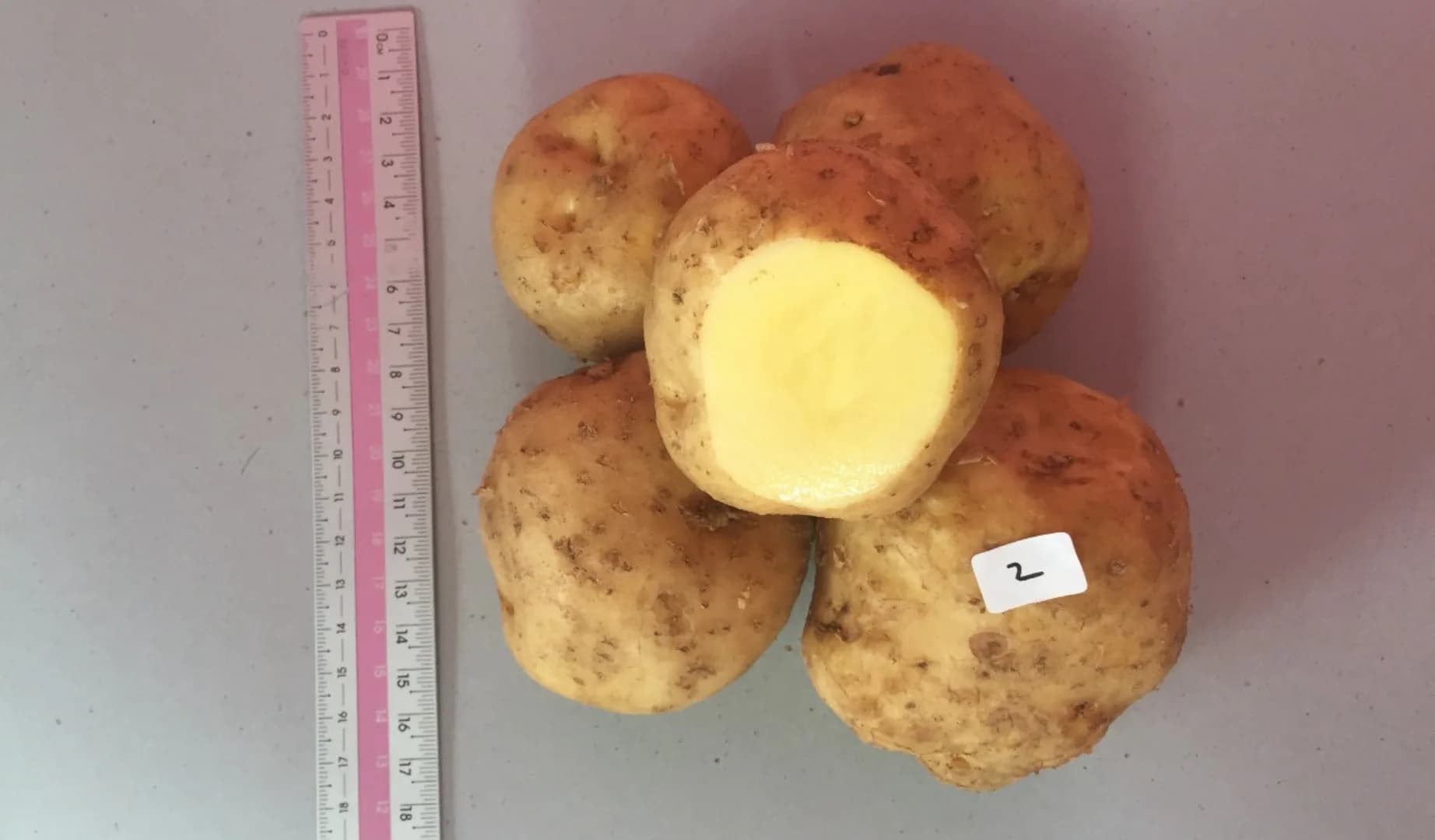 Spudy Agrihorti