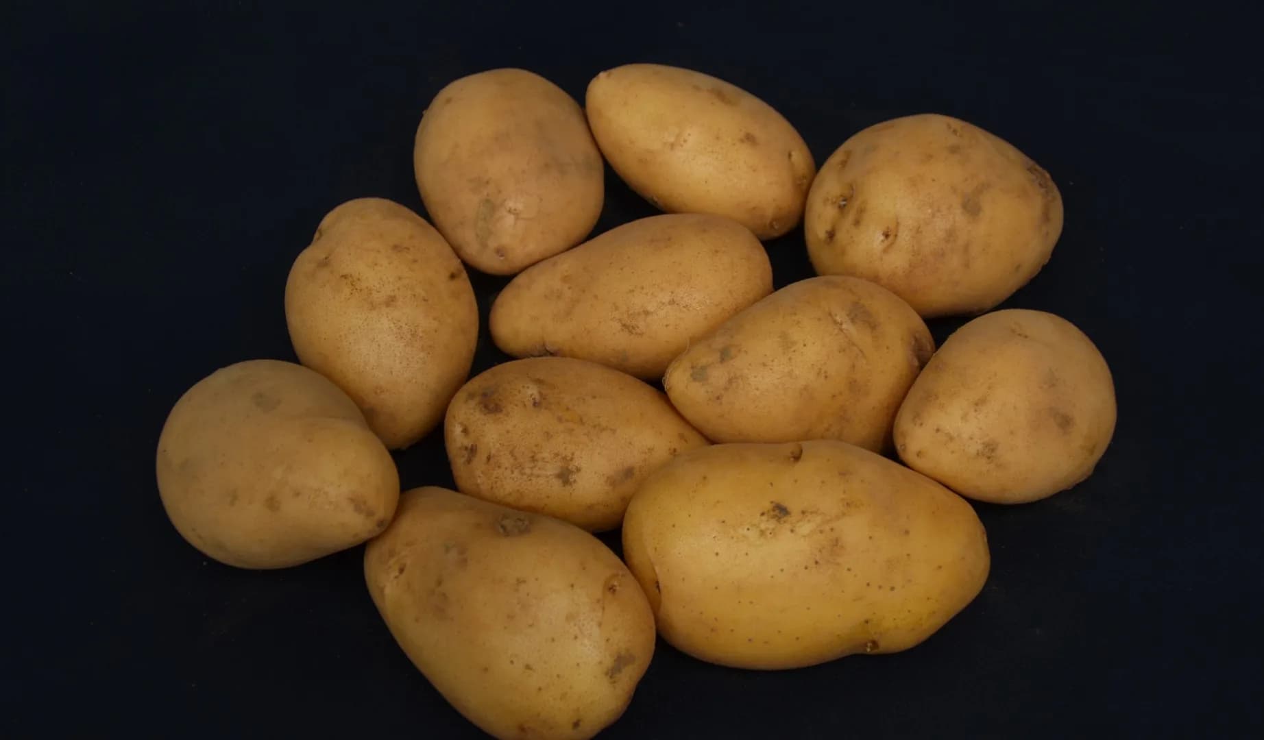 Golden Agrihorti