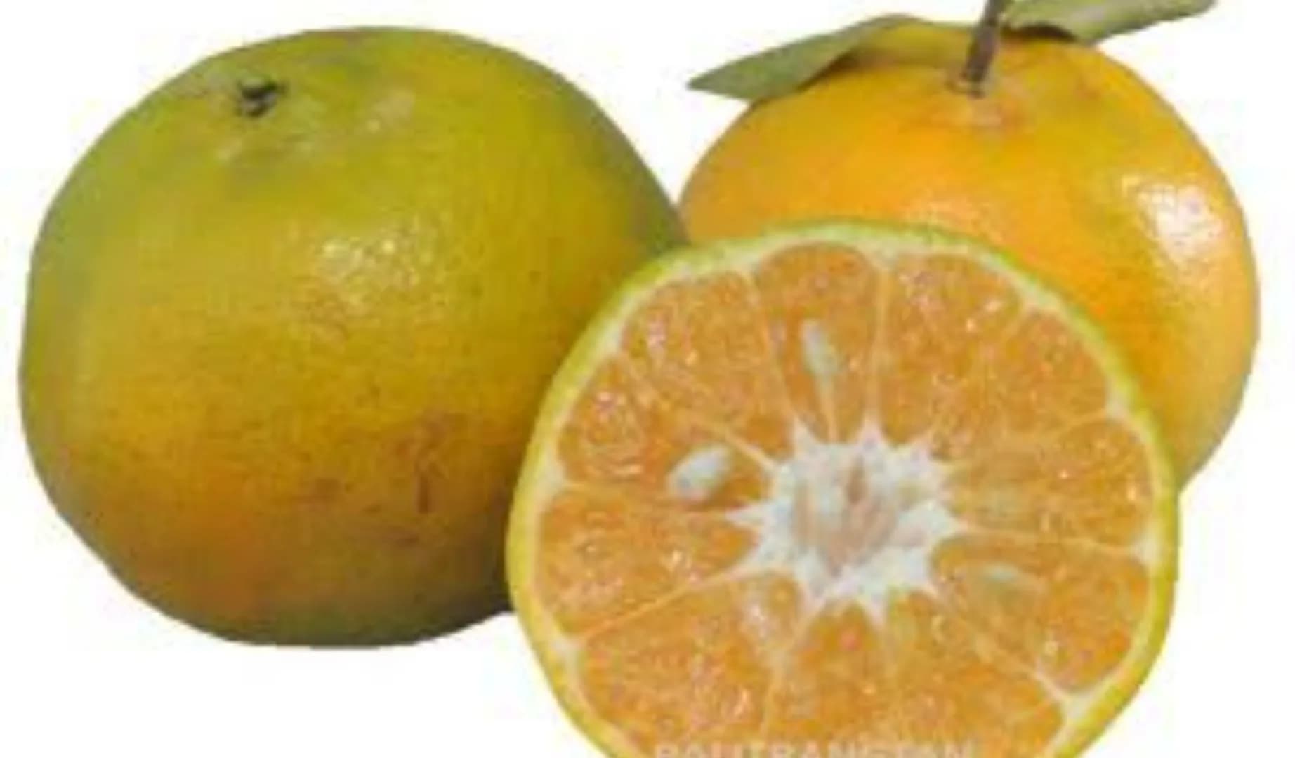 Keprok Monita Agrihorti