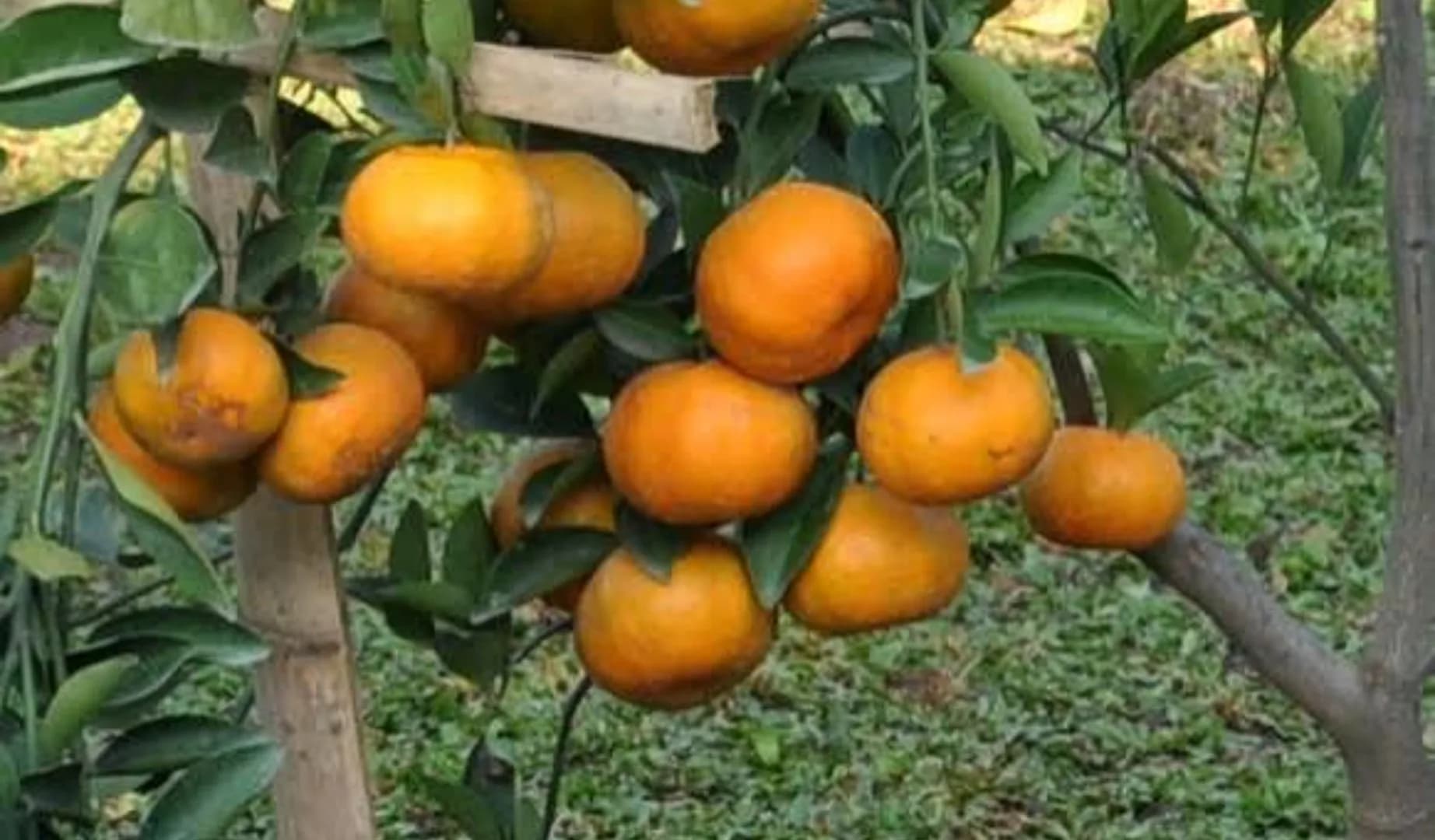 Keprok SoE 86 Agrihorti