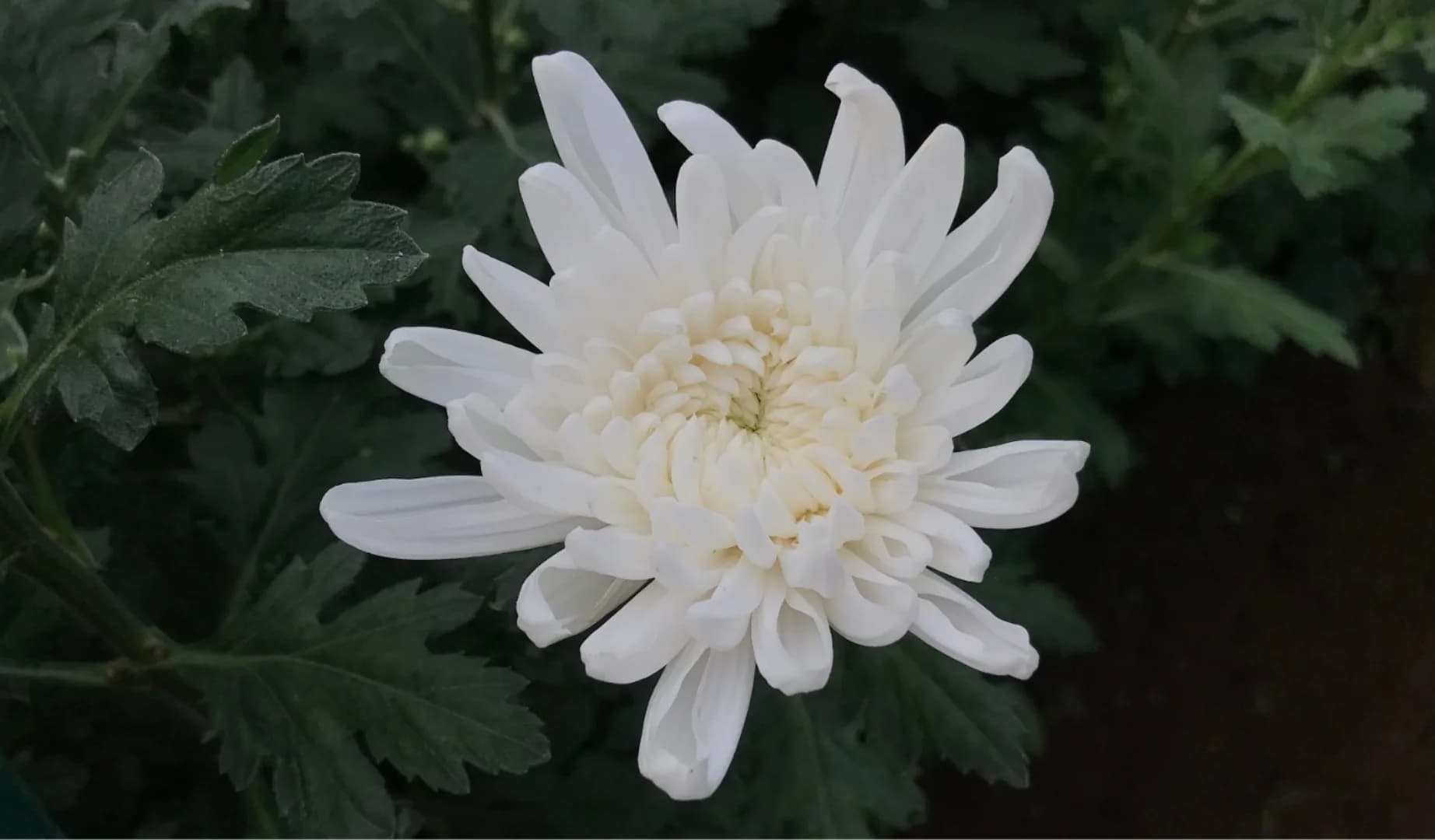 Jayanti Agrihorti