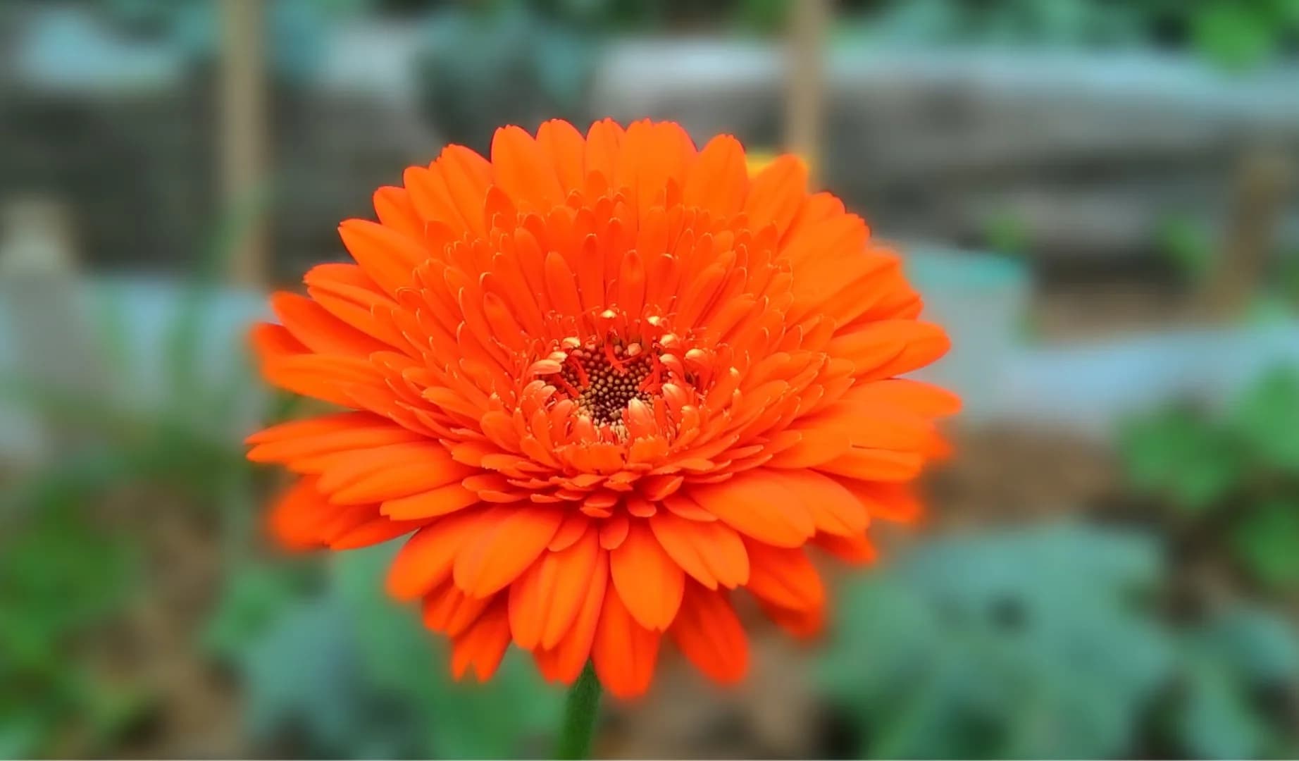 Candramaya Agrihorti