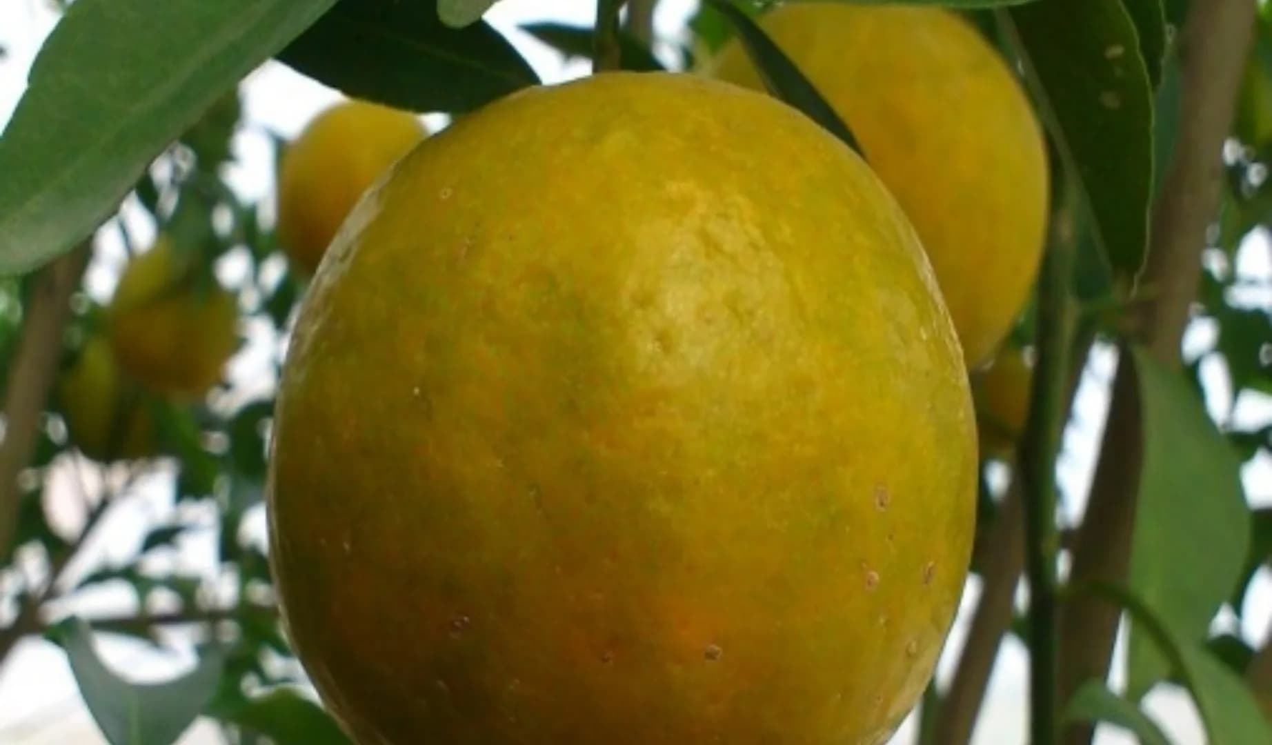 Keprok Madura