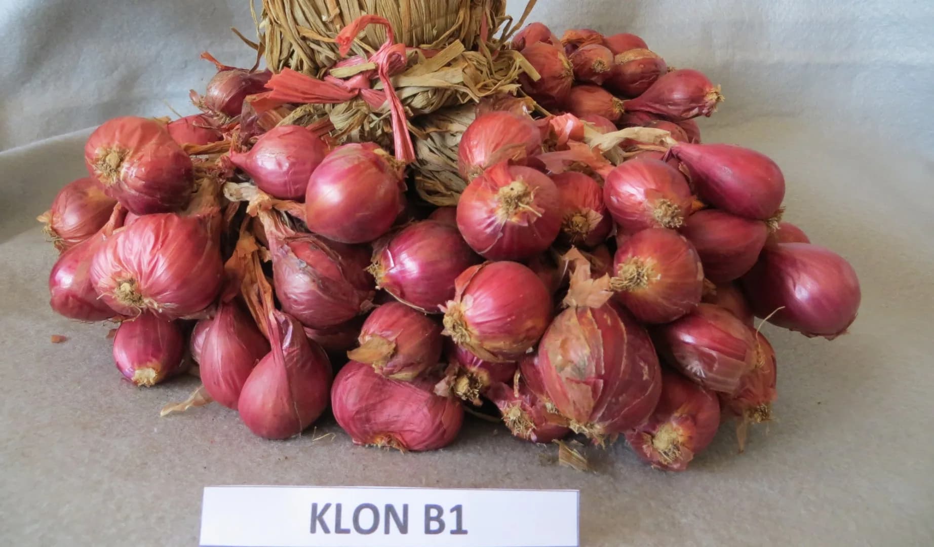 Ambassador 6 Agrihorti