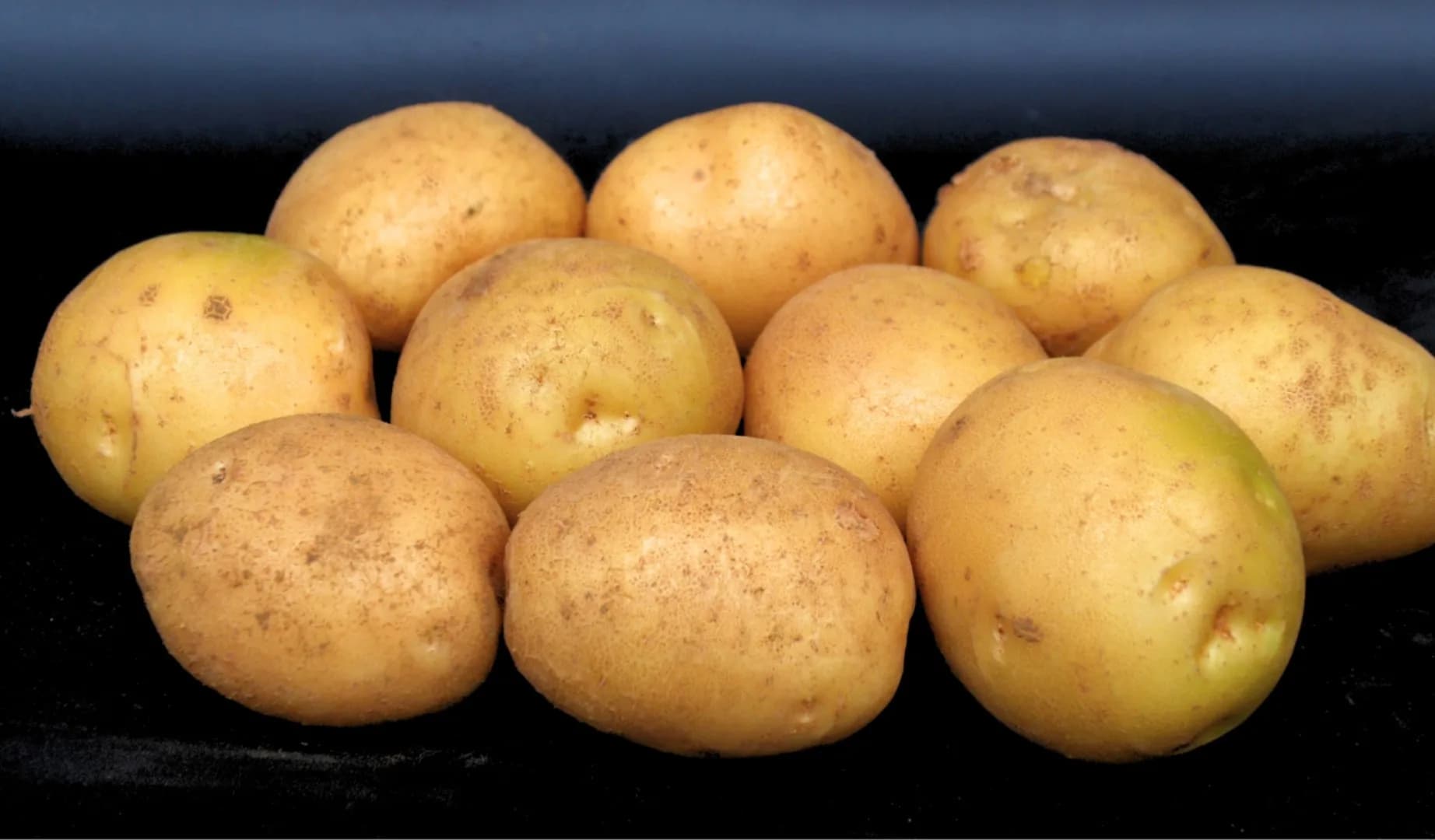 Ventury Agrihorti