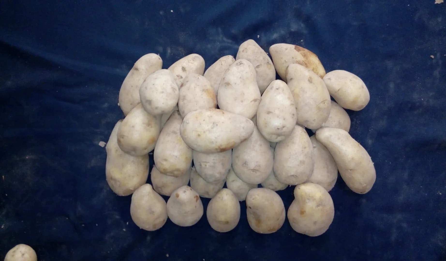 Dayang Sumbi Agrihorti