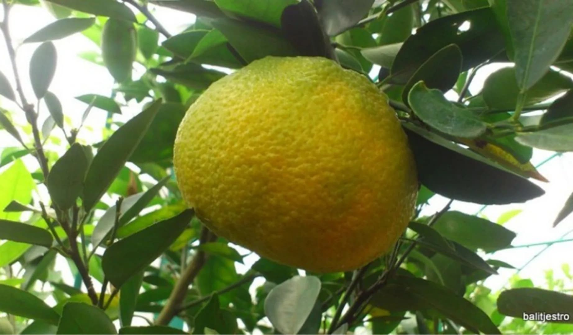 Keprok Topazindo Agrihorti