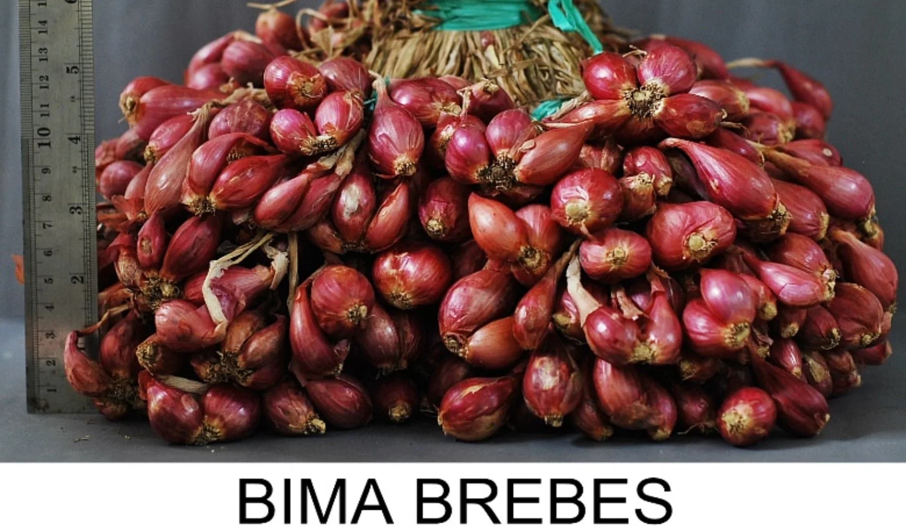 Bima Brebes