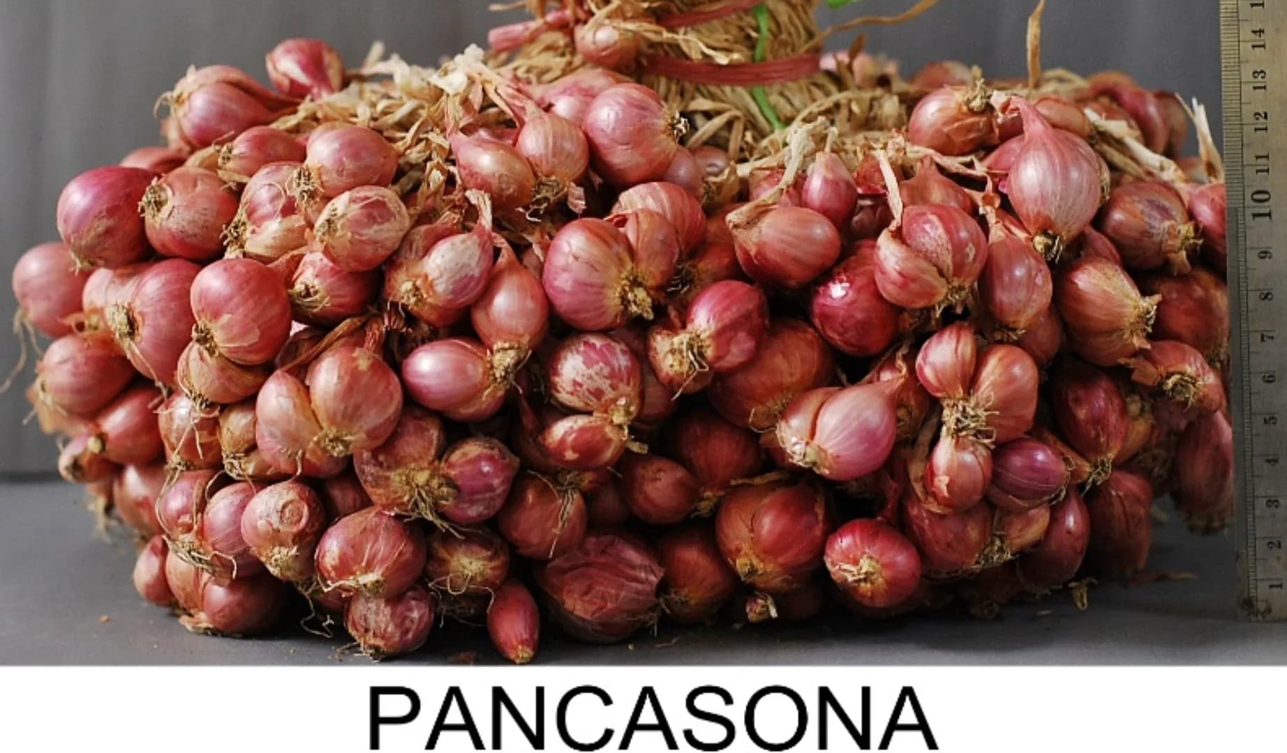Pancasona