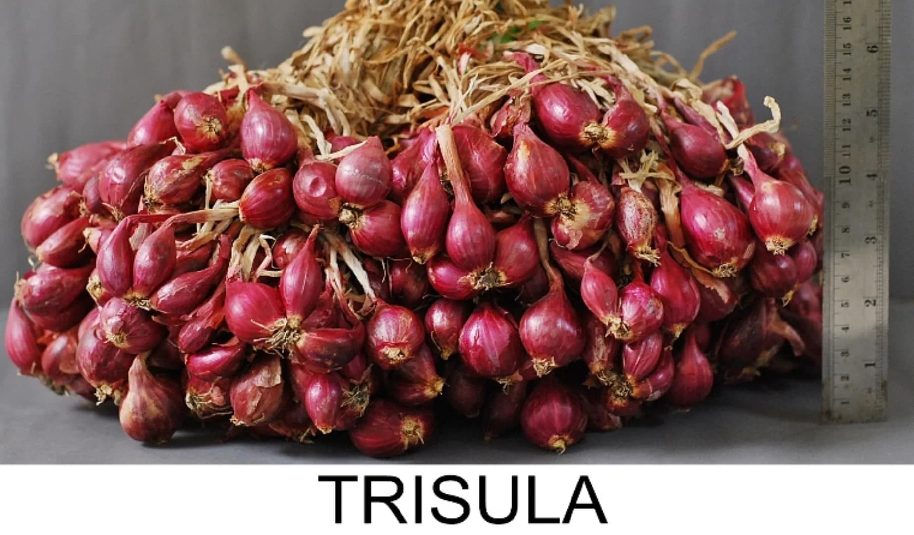 Trisula