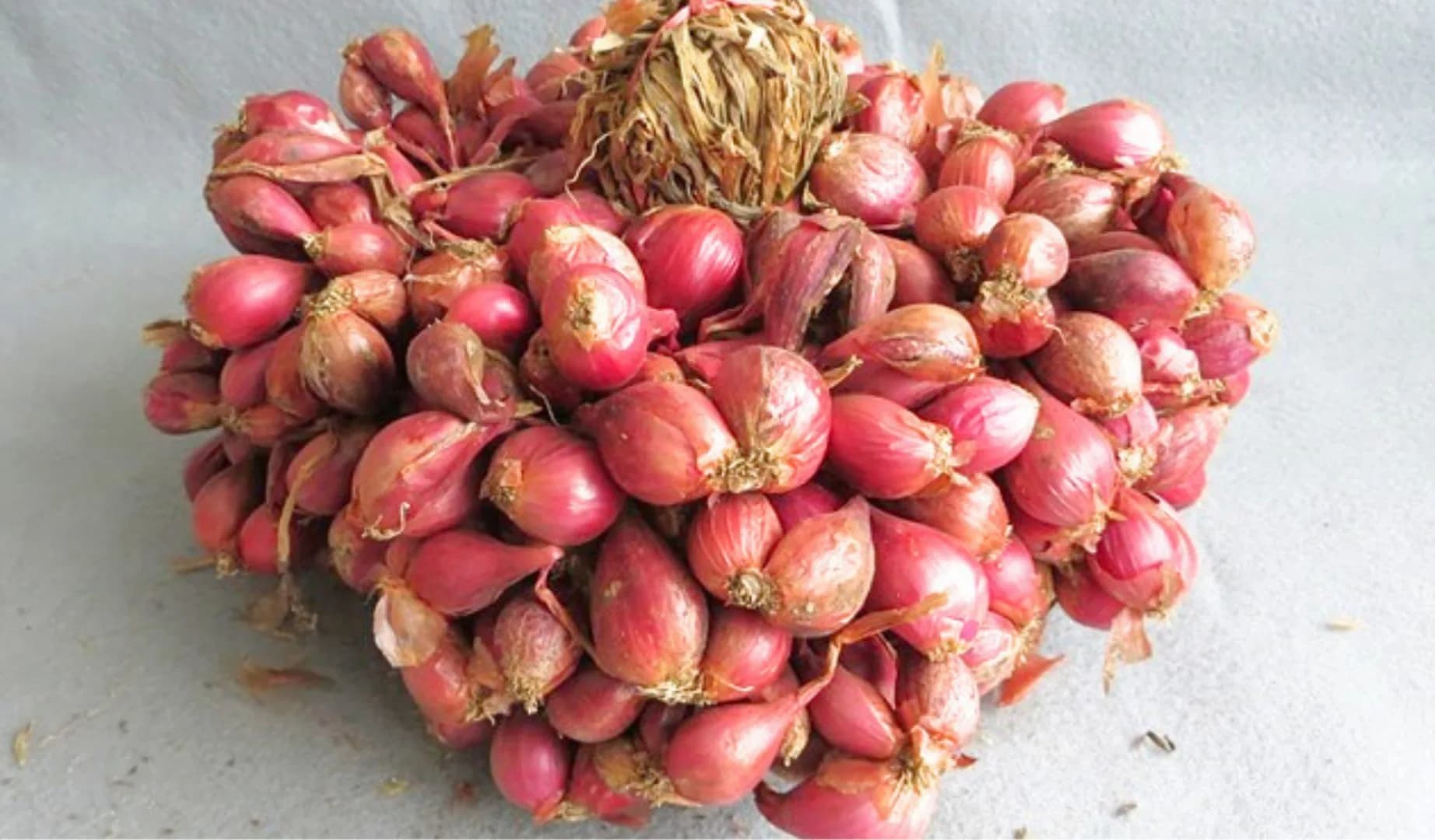 Ambassador 4 Agrihorti