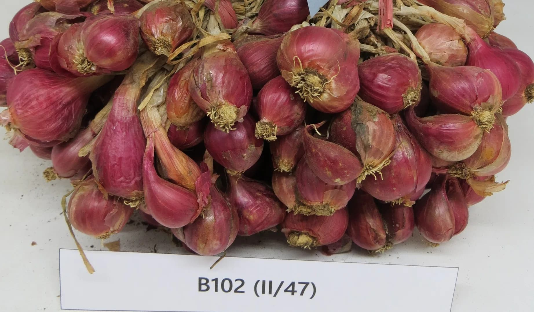 Ambassador 5 Agrihorti