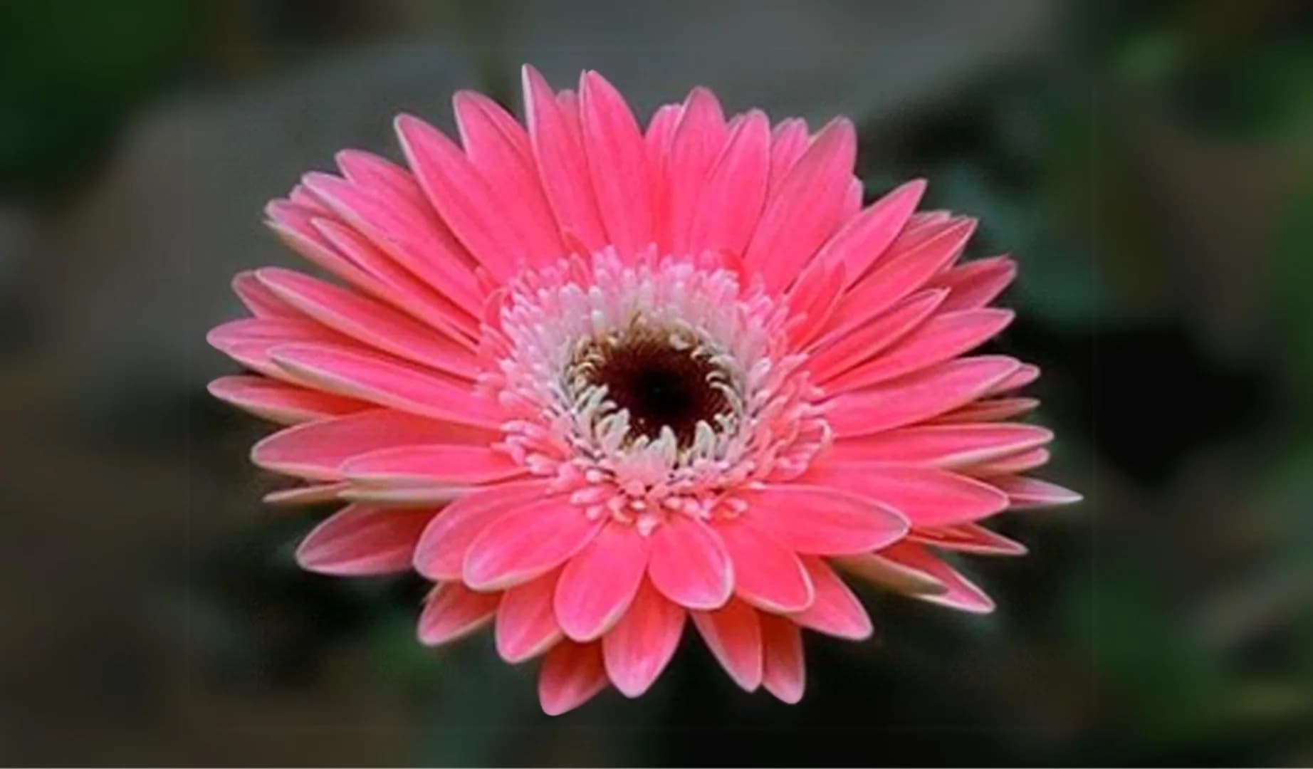 Ayudia Agrihorti