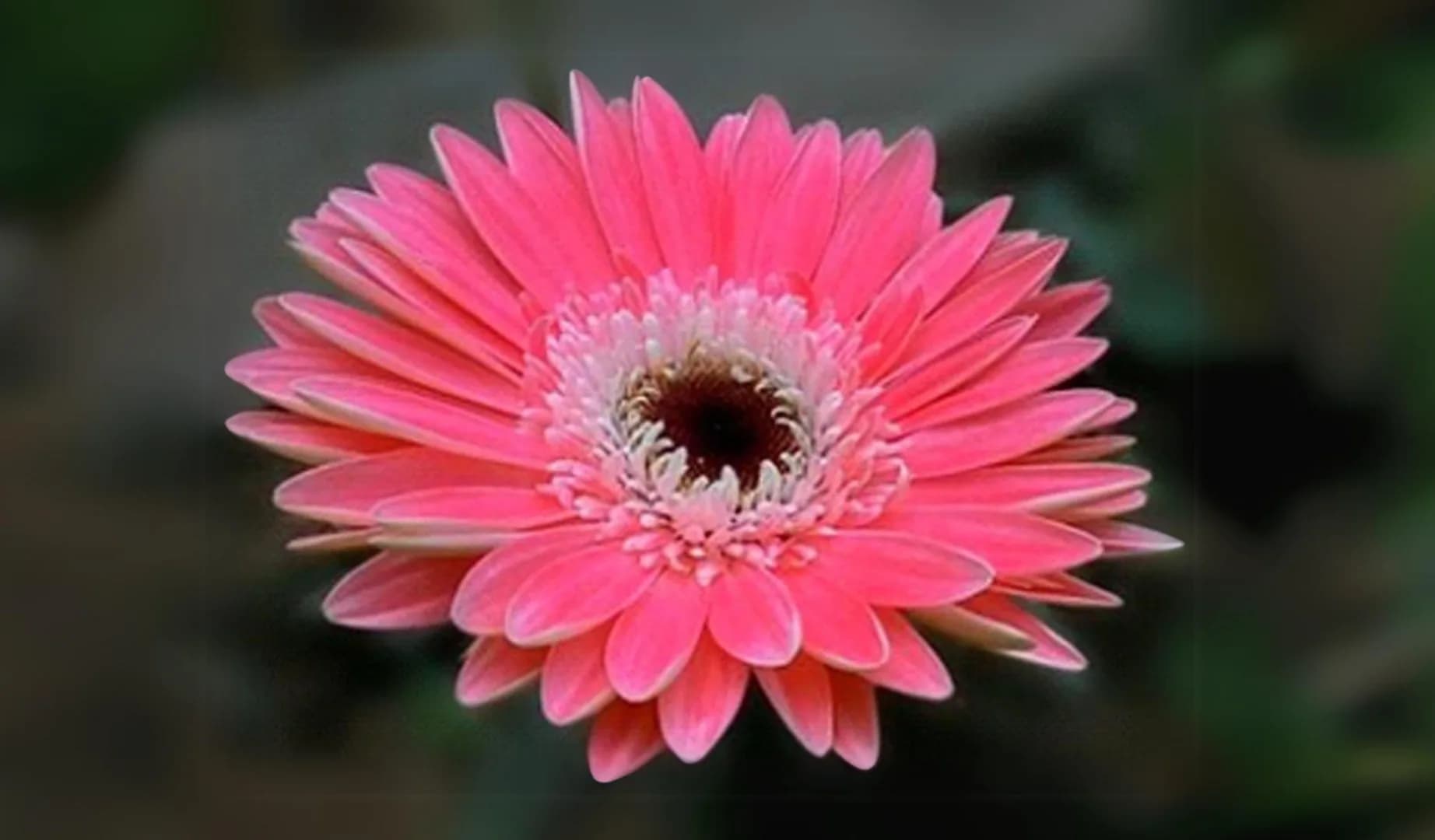 Ayudia Agrihorti