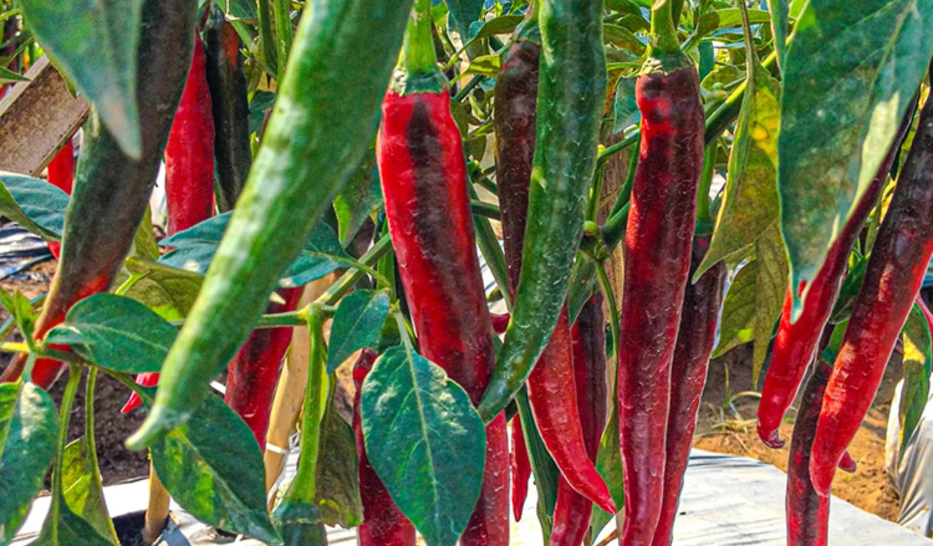 Inata Agrihorti