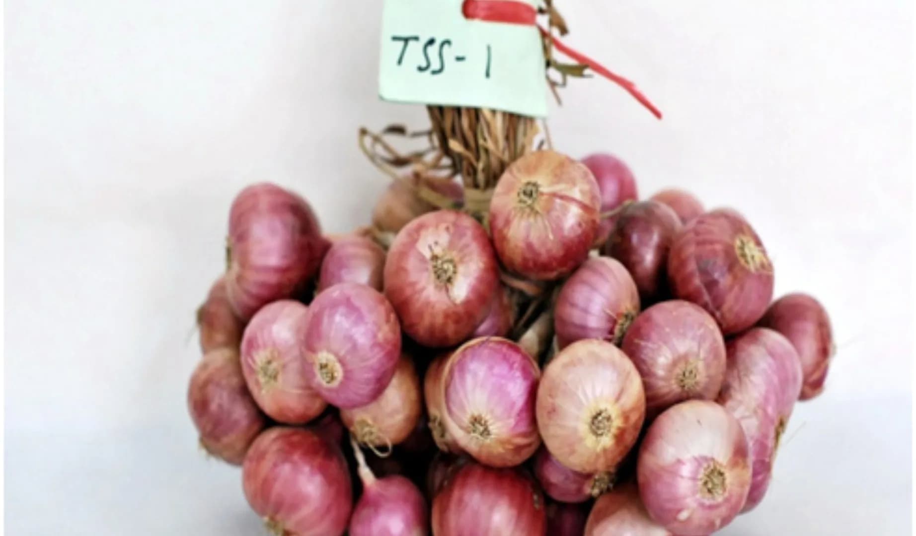 TSS Agrihort 1