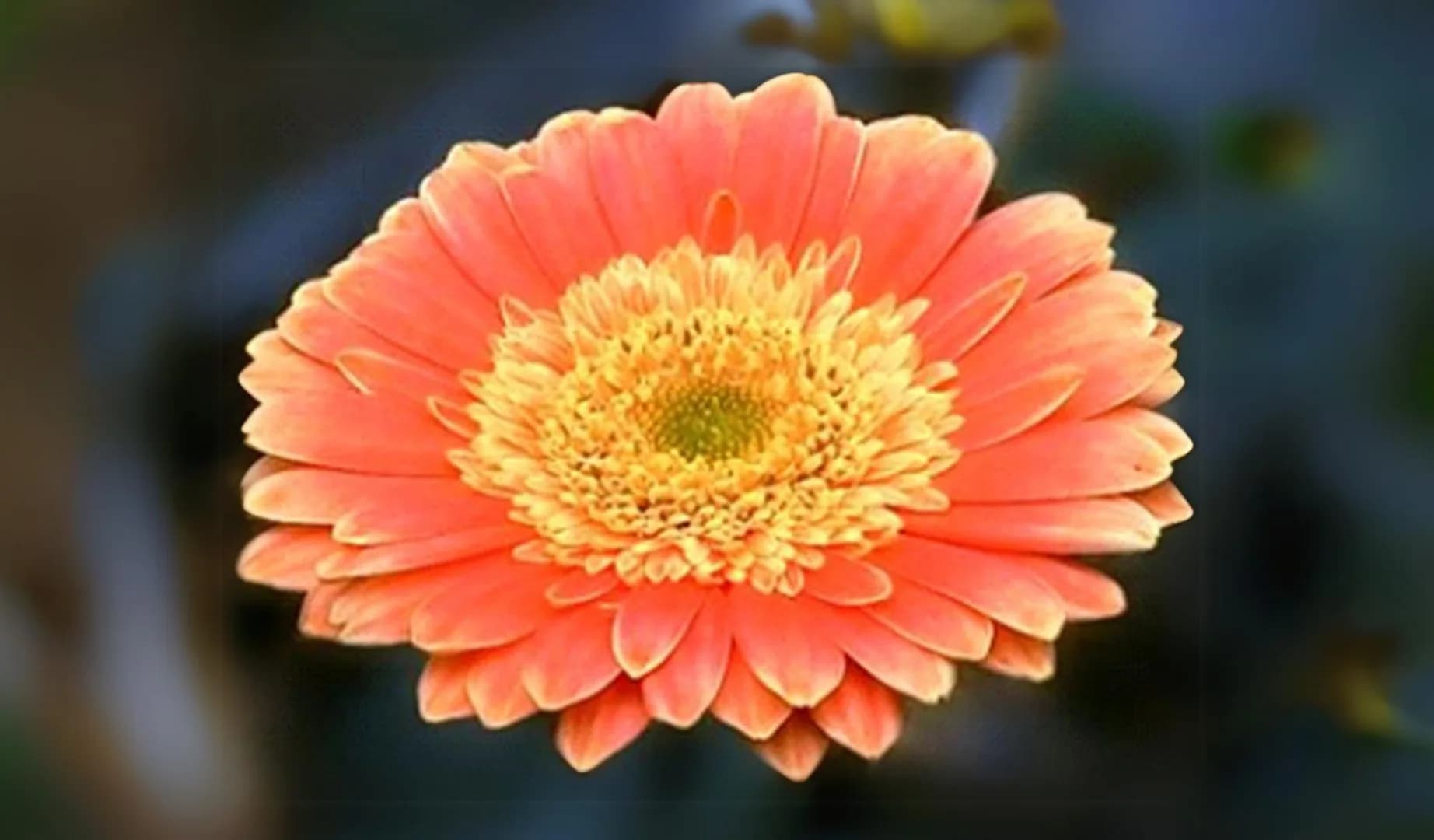 Neoma Agrihorti