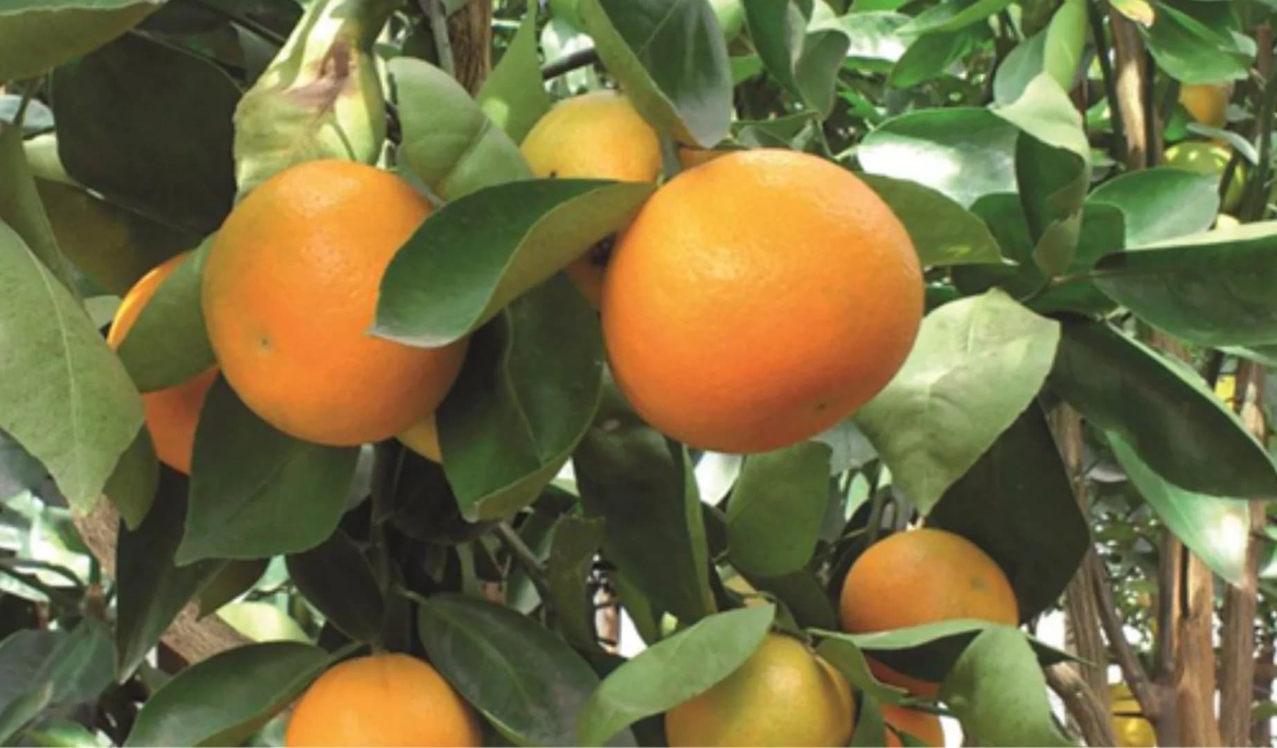 Keprok Daysindo Agrihorti