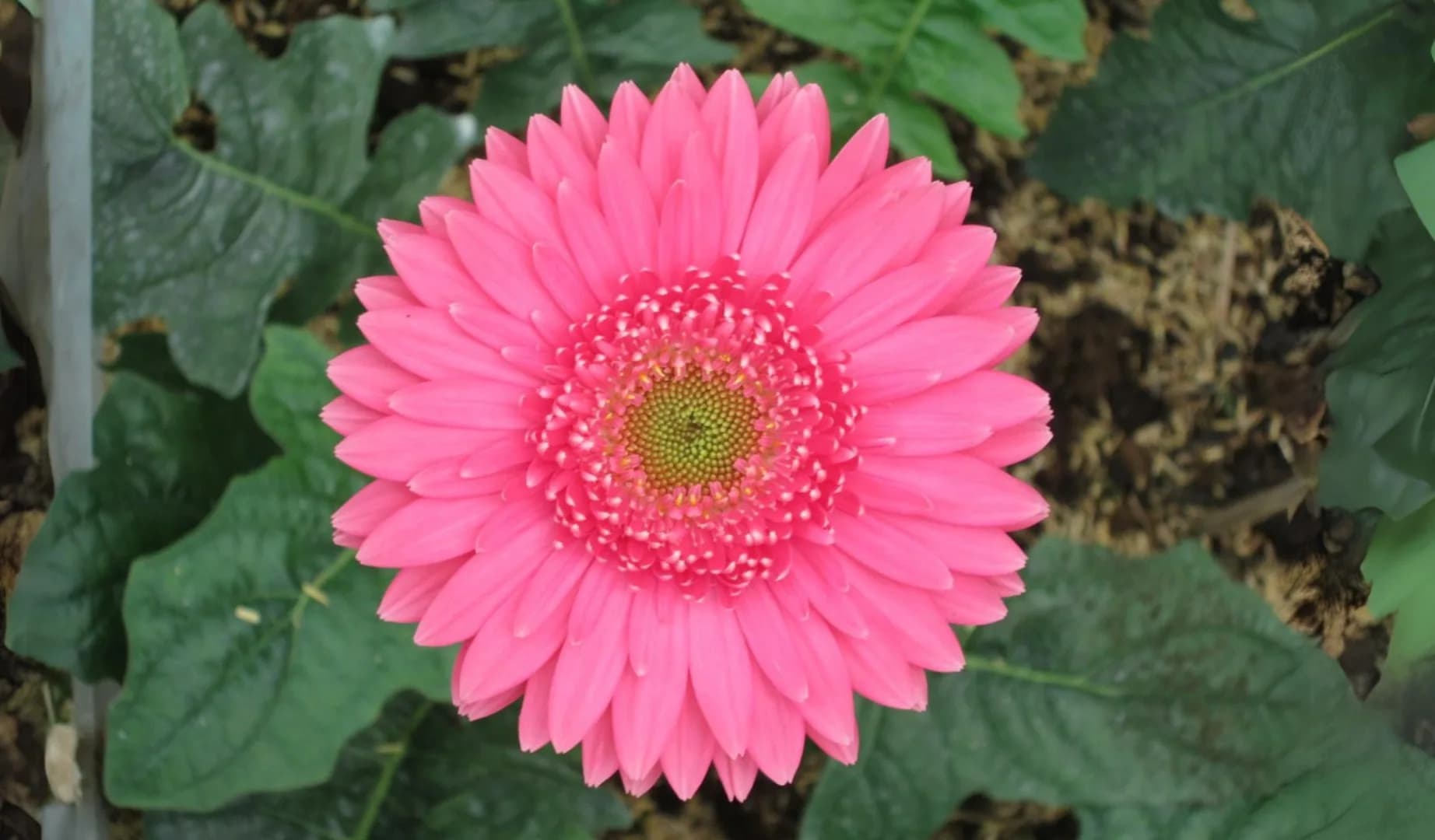 Nirwasita Agrihorti