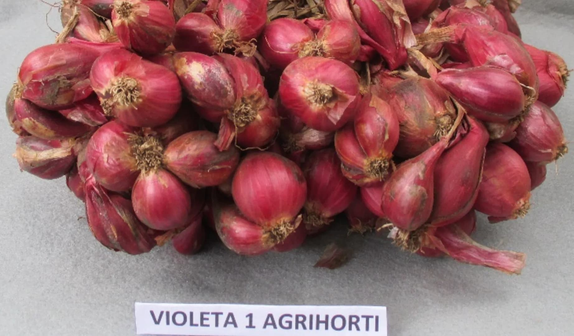 Violetta 1 Agrihorti