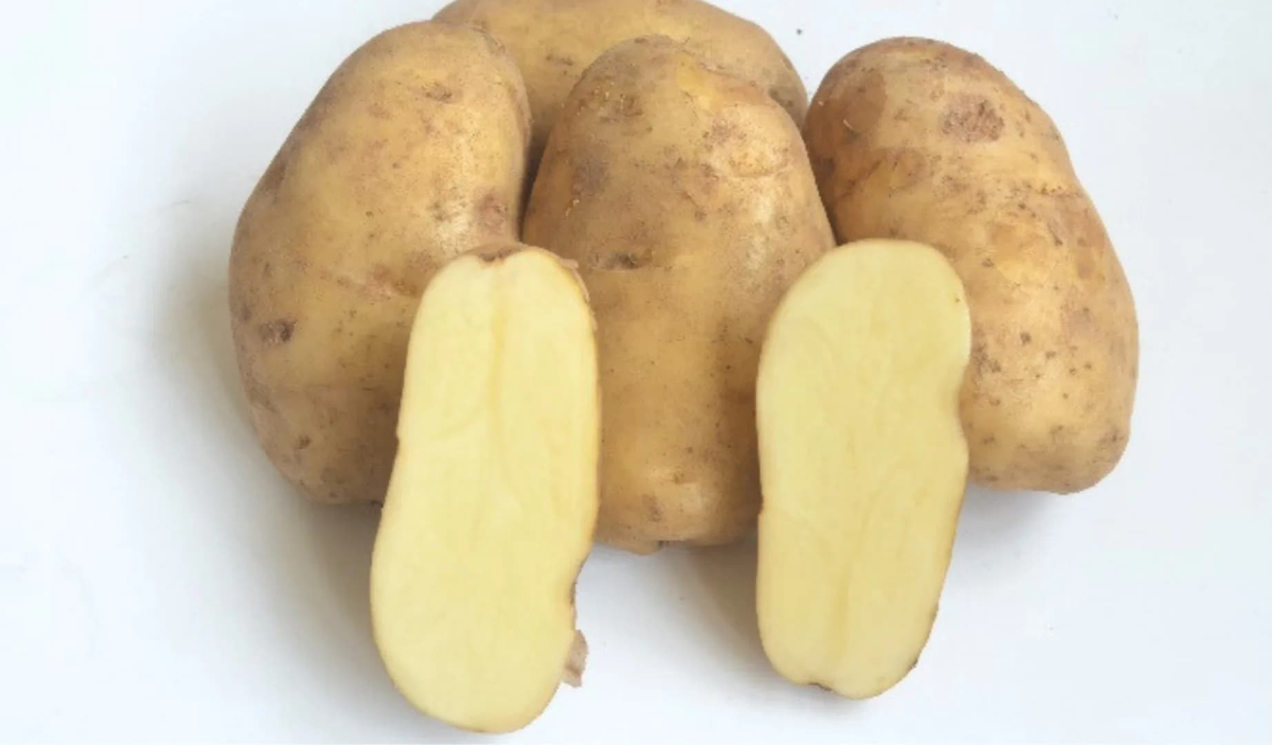 Papita Agrihorti