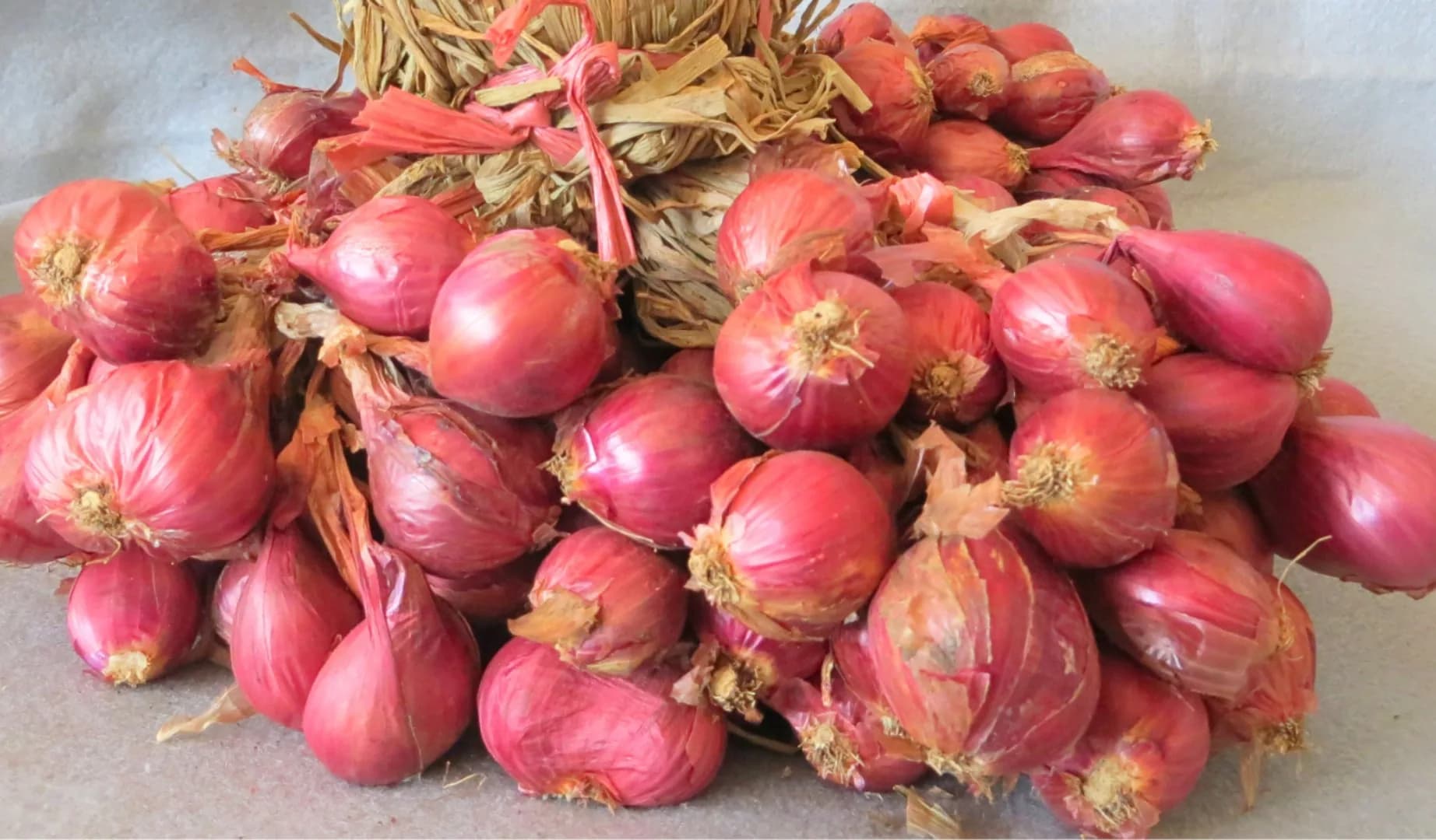 Ambassador 6 Agrihorti