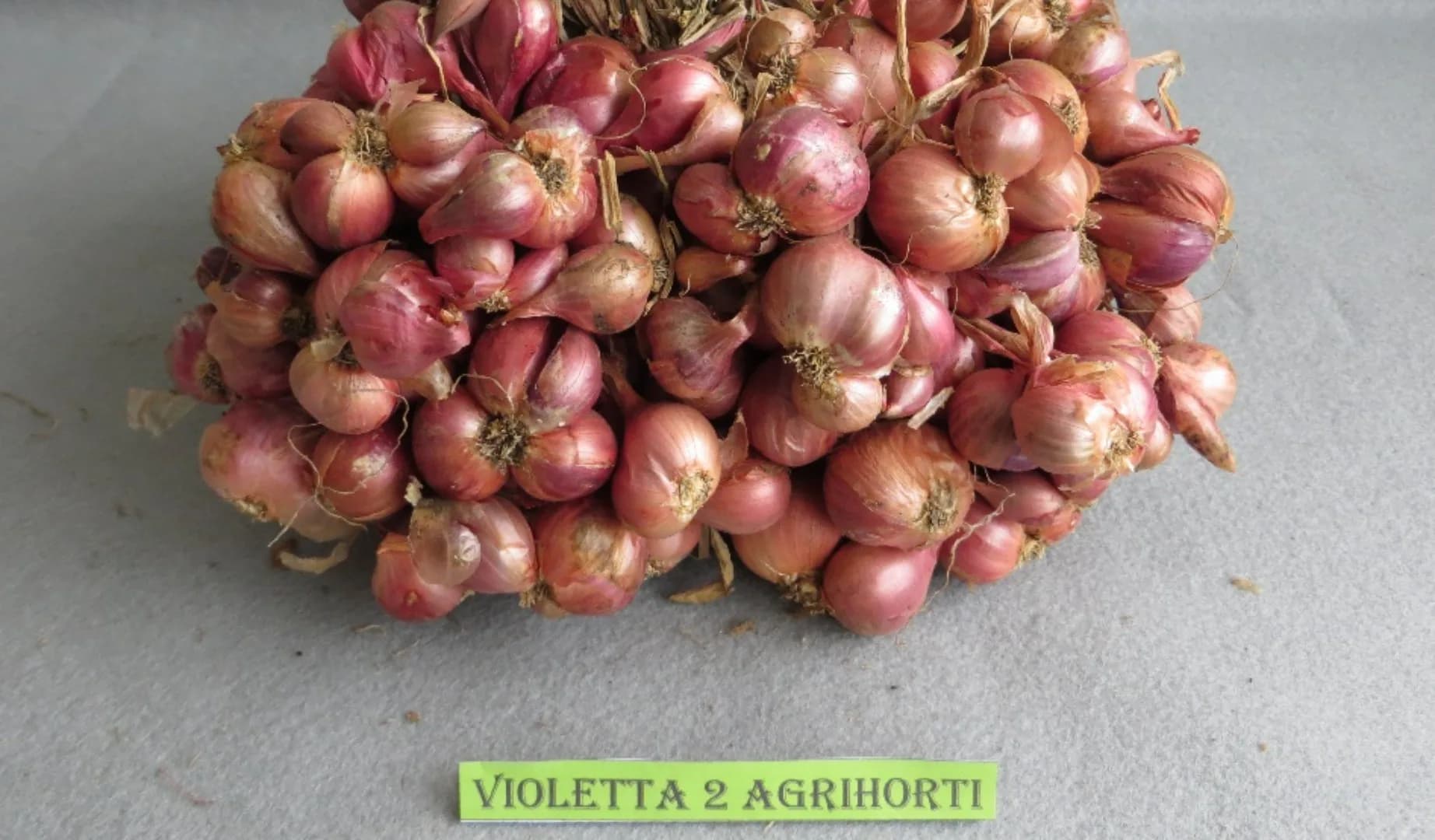 Violetta 2 Agrihorti