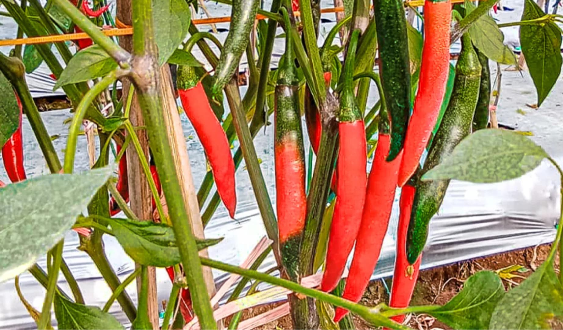 Carvi Agrihorti